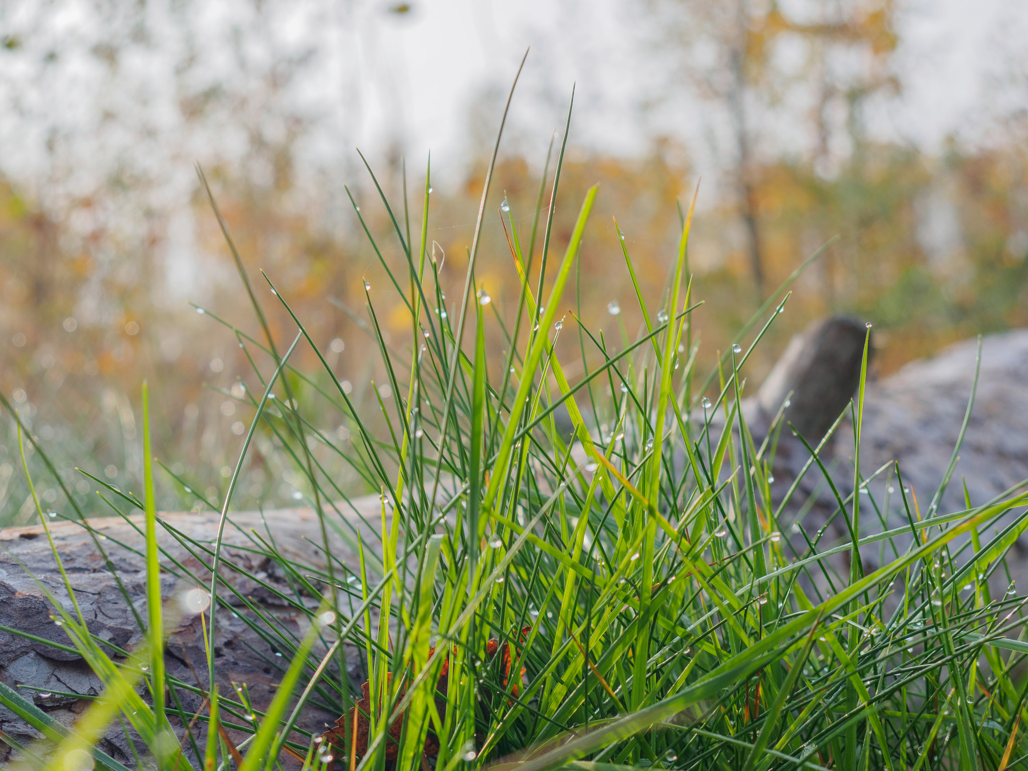 LUMIX G VARIO 14-42/F3.5-5.6 II sample photo. Morning drops photography