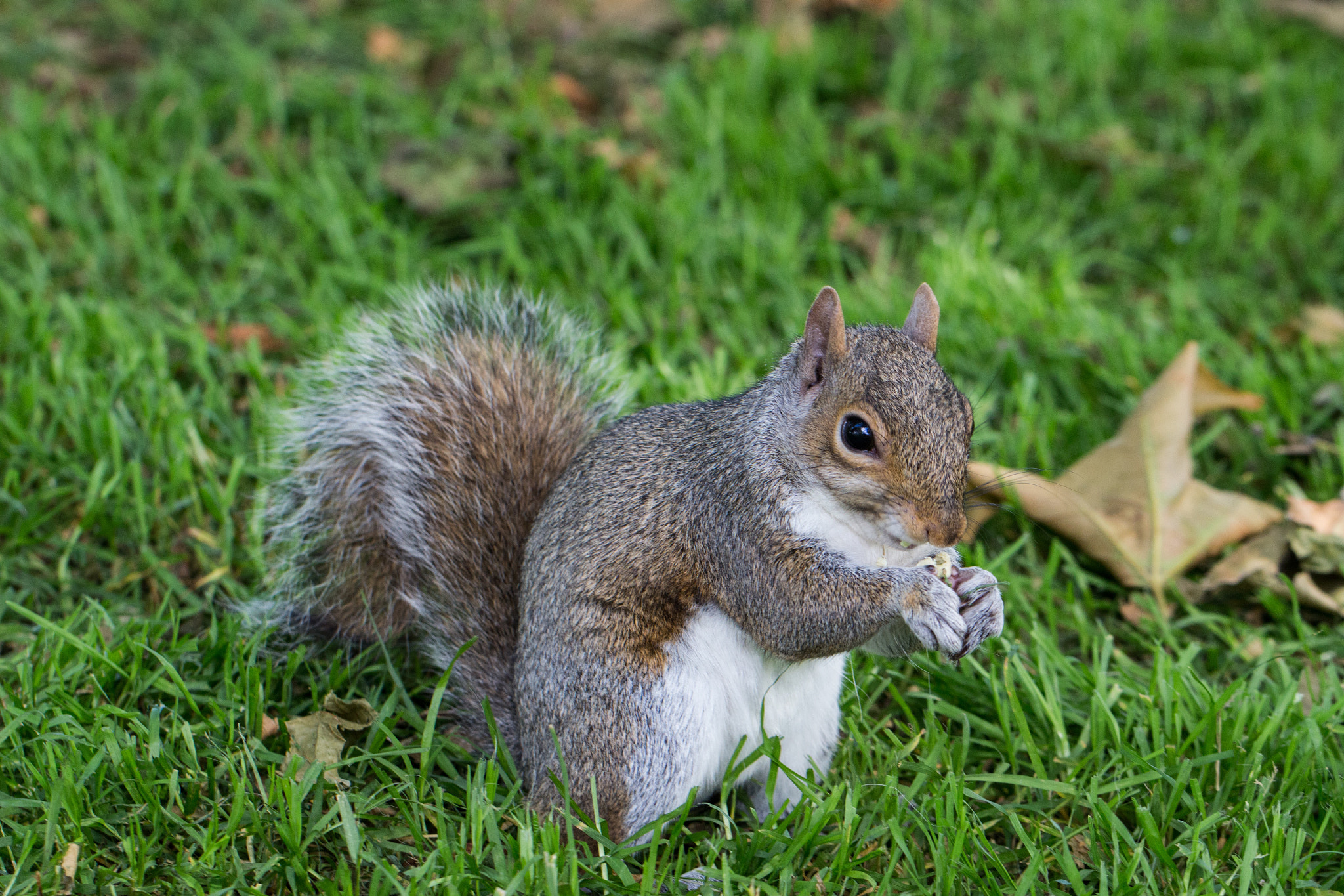 Canon EOS 100D (EOS Rebel SL1 / EOS Kiss X7) + Canon EF 100mm F2.8L Macro IS USM sample photo. Busy squirrel photography