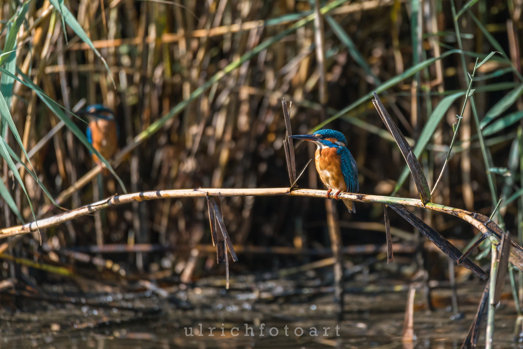 Sony a7R II sample photo. Waiting for fish photography