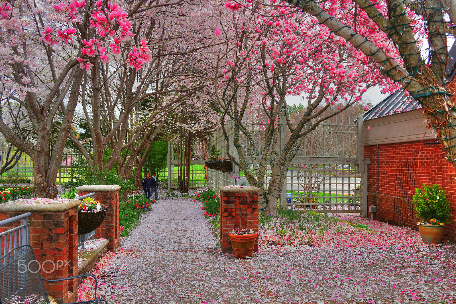 Canon EOS 100D (EOS Rebel SL1 / EOS Kiss X7) sample photo. Blossom rain photography