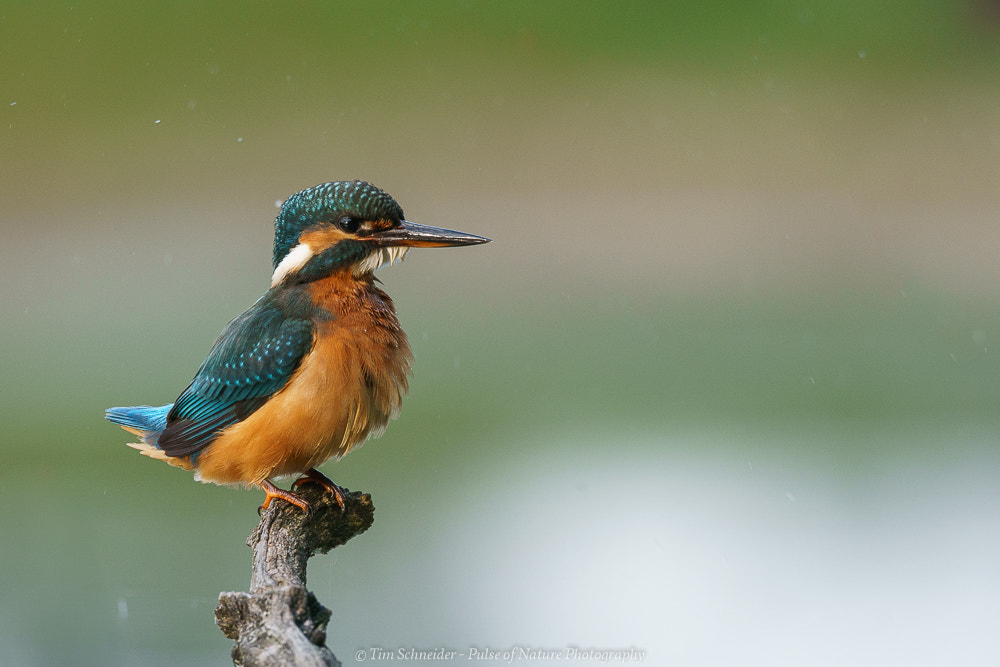 150-600mm F5-6.3 DG OS HSM | Sports 014 sample photo. Kingfisher photography