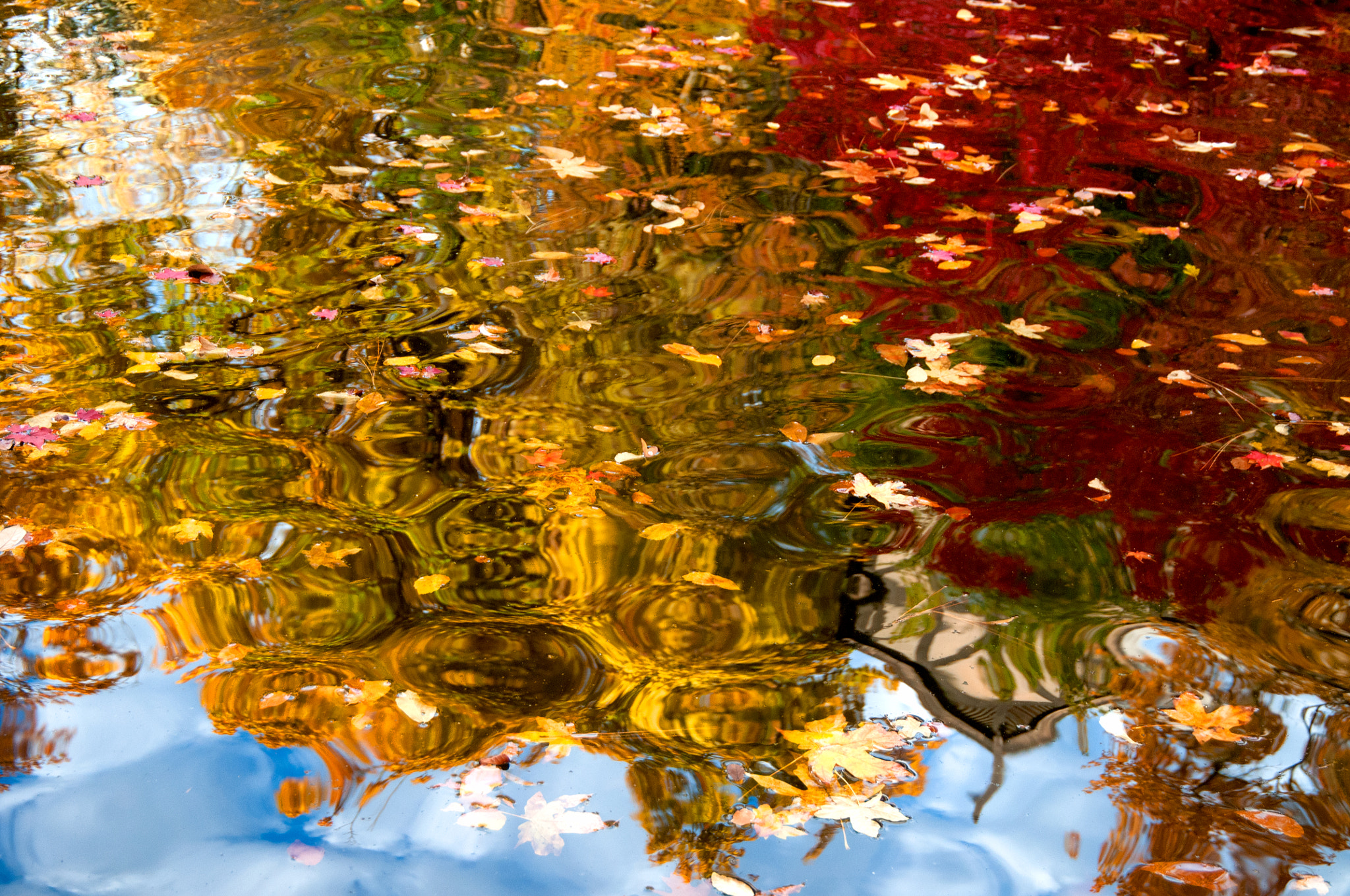 Nikon D300 sample photo. Lithia park, ashland, oregon photography