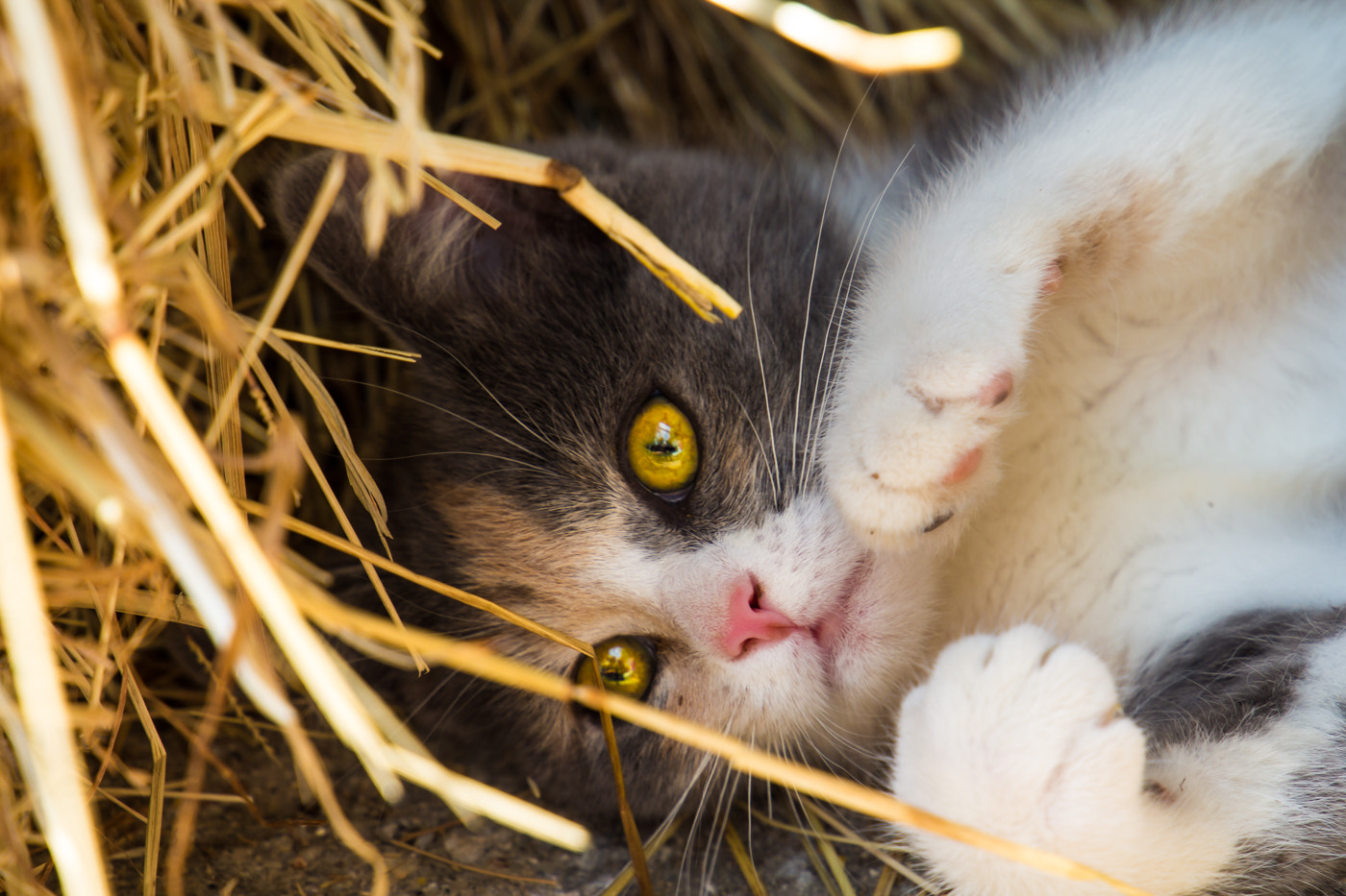 Canon EF 24-105mm F3.5-5.6 IS STM sample photo. Straw photography