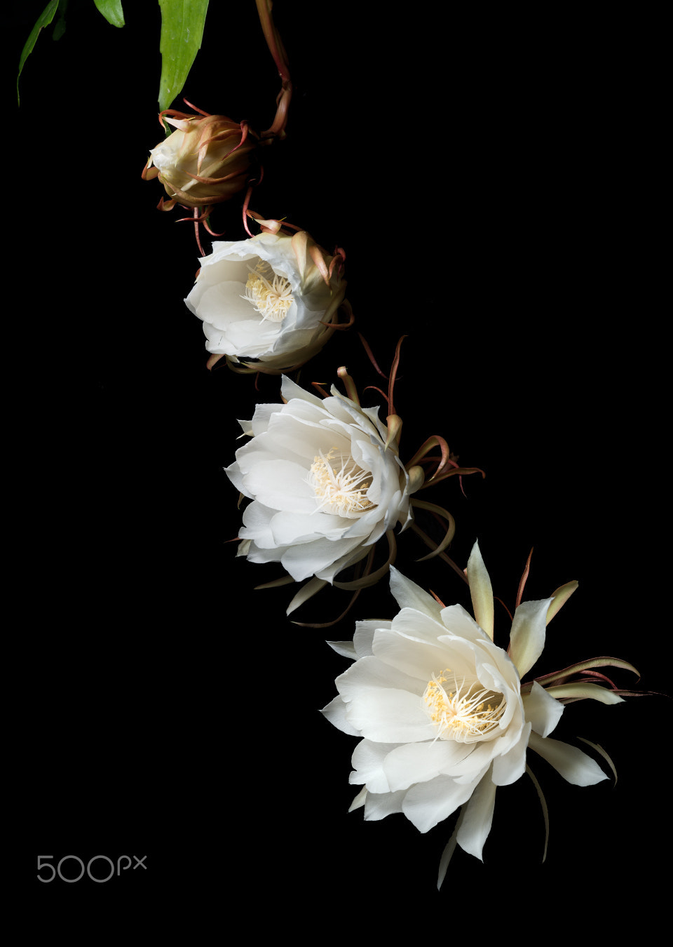 Sony a99 II sample photo. The process of epiphyllum's blooming photography