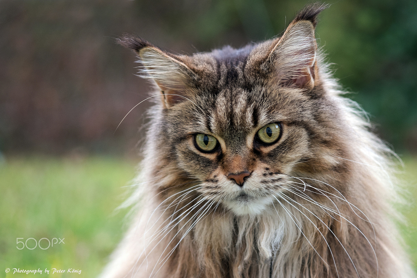 Fujifilm X-Pro1 sample photo. Maine coon cat photography