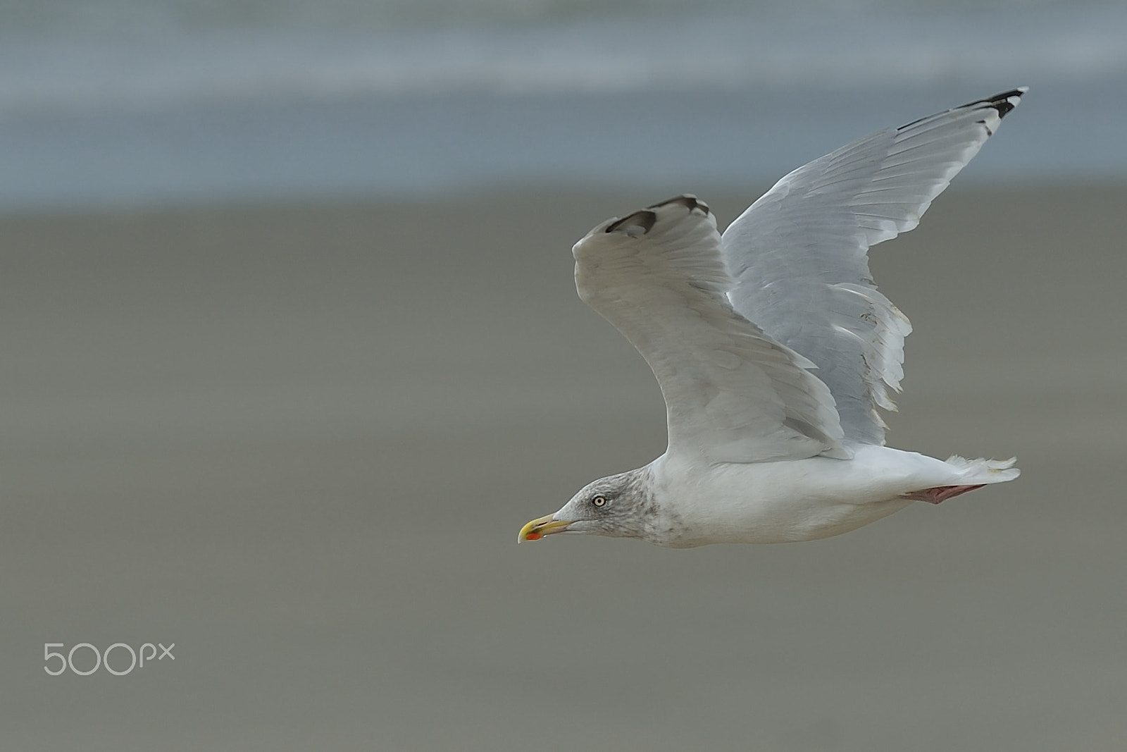 Nikon AF-S Nikkor 200mm F2G ED VR II sample photo. Herring gull / goéland photography