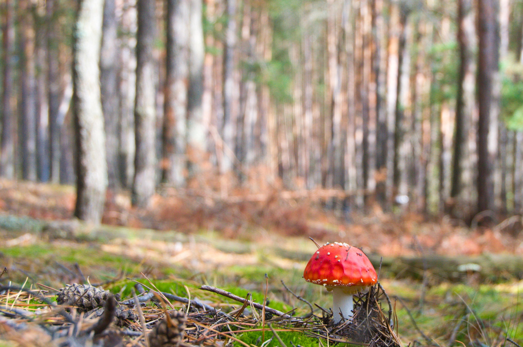 Sigma 18-250mm F3.5-6.3 DC OS HSM sample photo. Mushroom photography