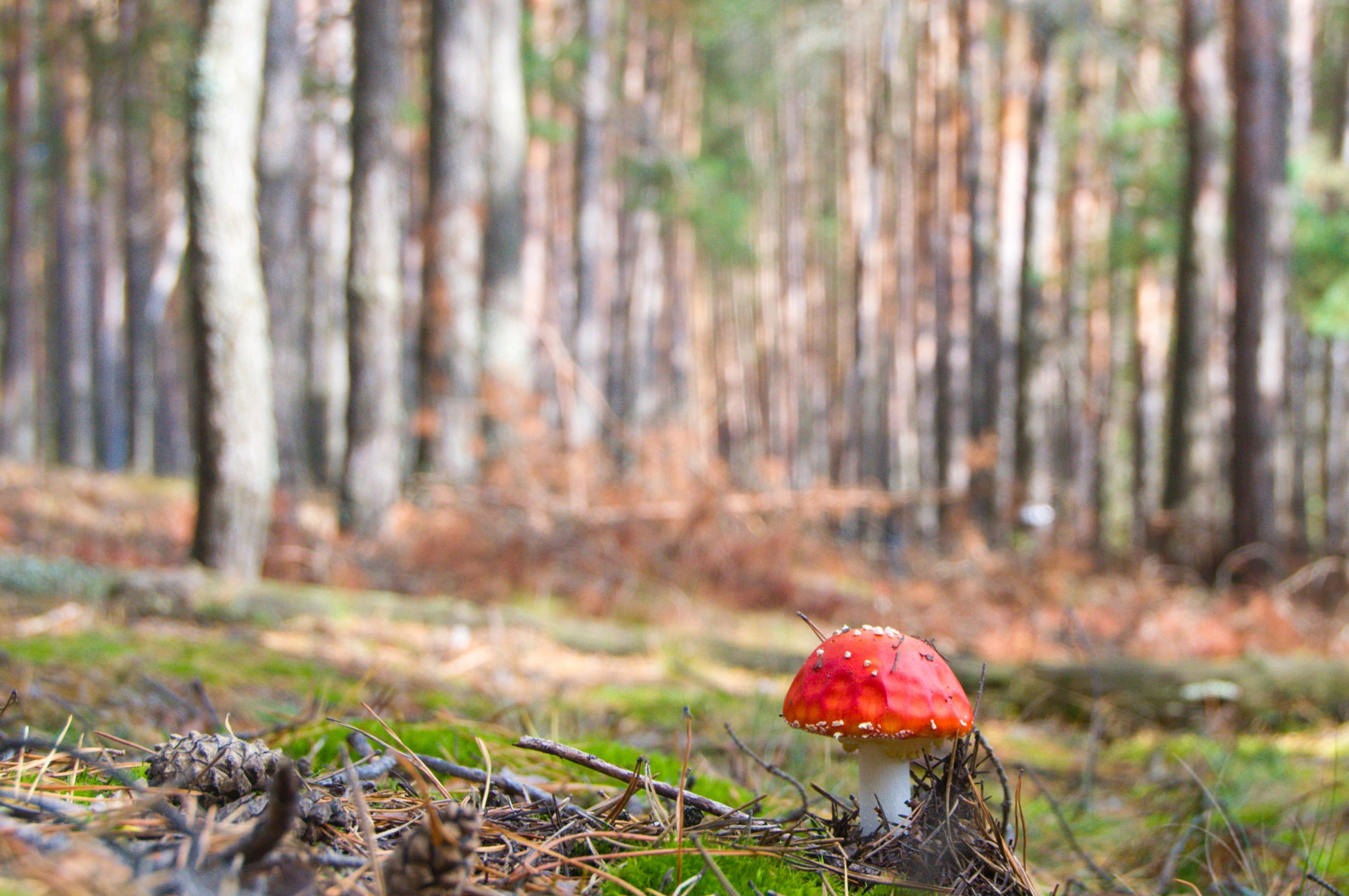 Nikon D3100 sample photo. Mushroom photography