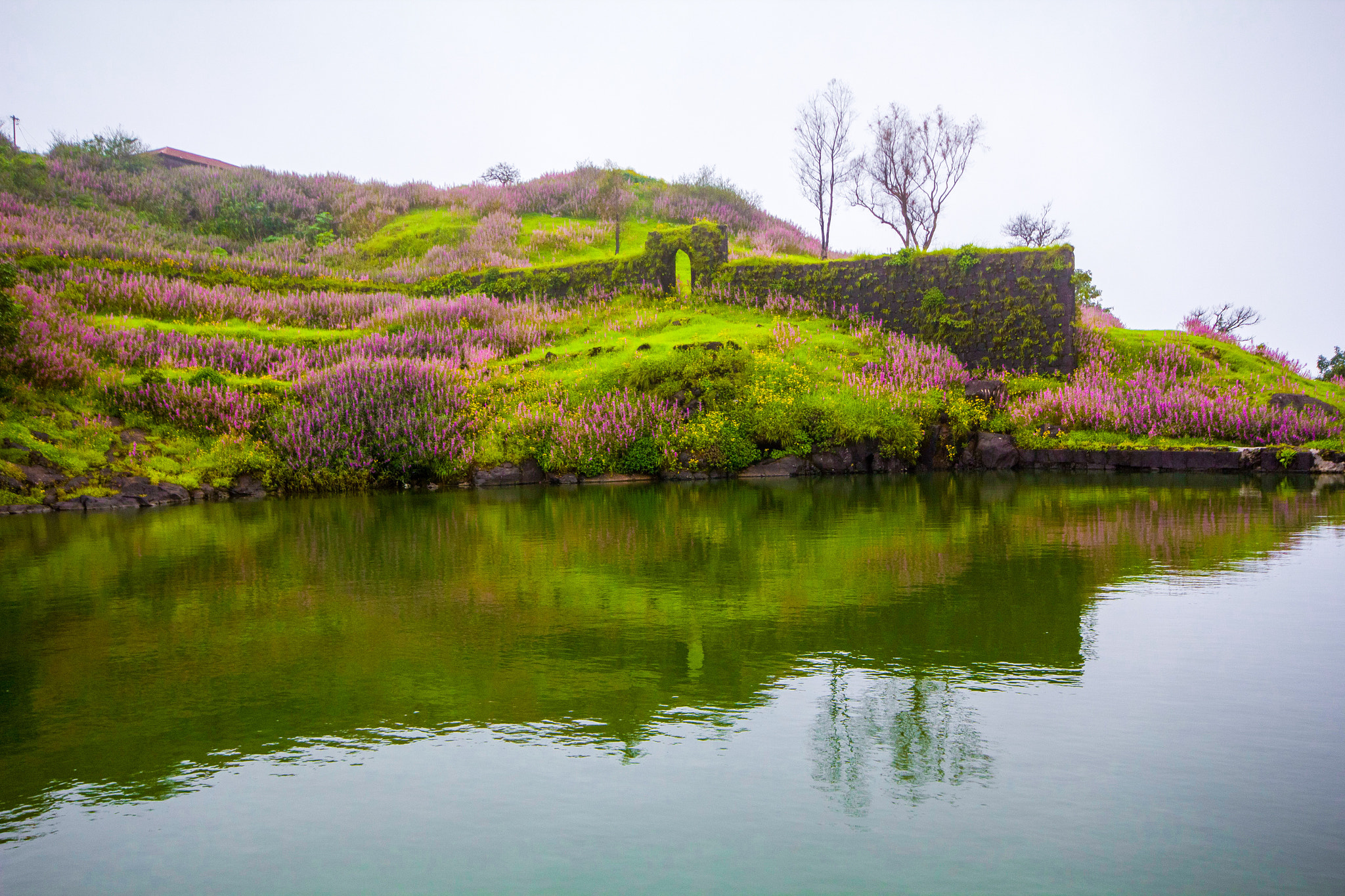 Canon 10-20mm sample photo. Spring blossom of wild flowers n indian western ghats photography