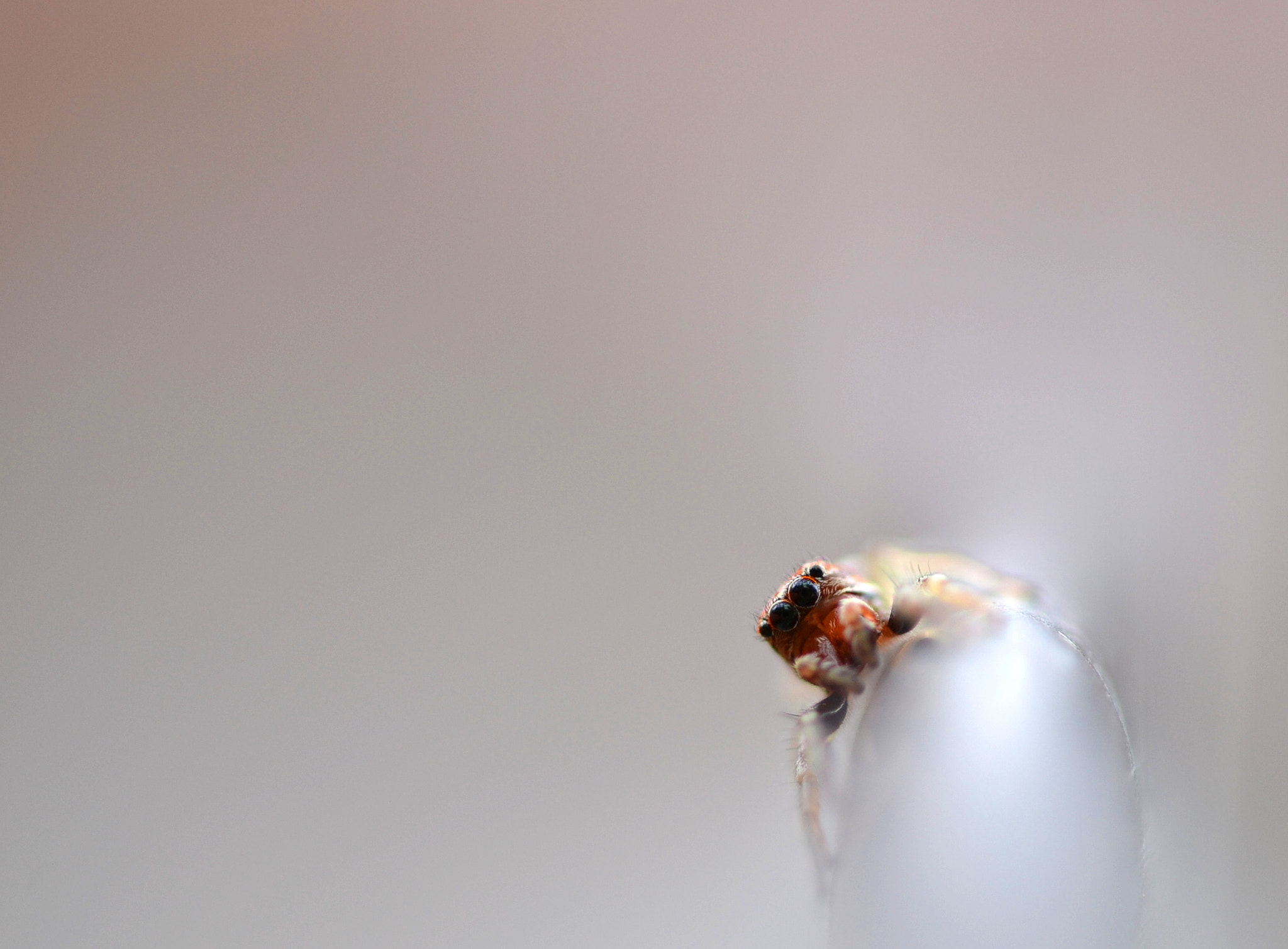 Sigma 105mm F2.8 EX DG OS HSM sample photo. Equilibrium ii photography