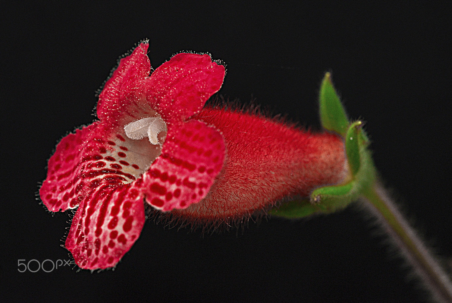 Sigma 150mm F2.8 EX DG Macro HSM sample photo. Red photography