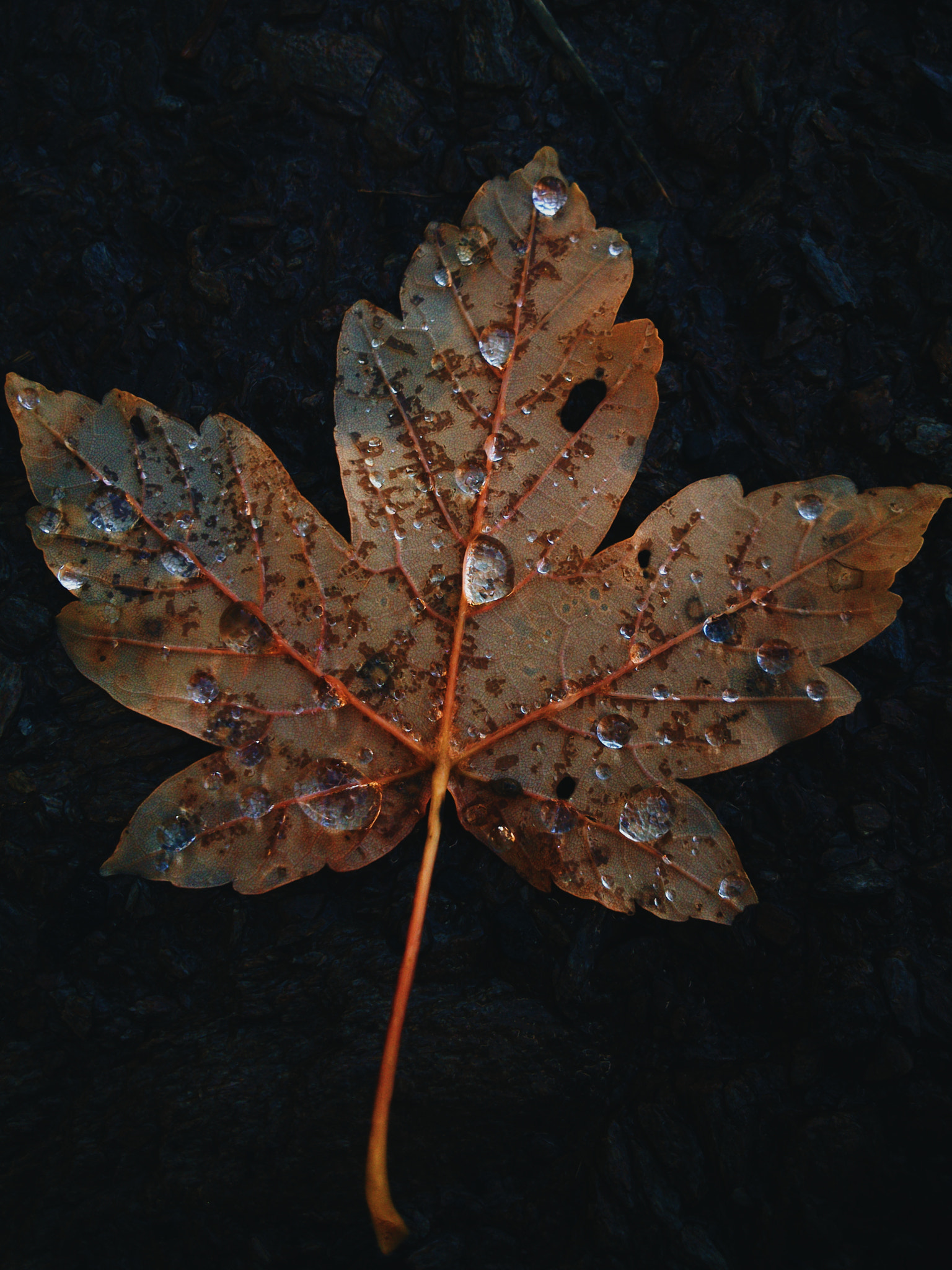 Sony Xperia P sample photo. Autumn leaf photography