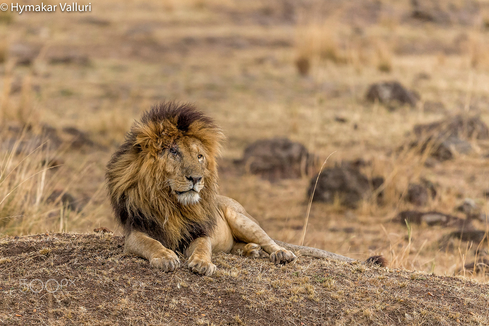 Canon EF 500mm F4L IS II USM sample photo. Lion photography