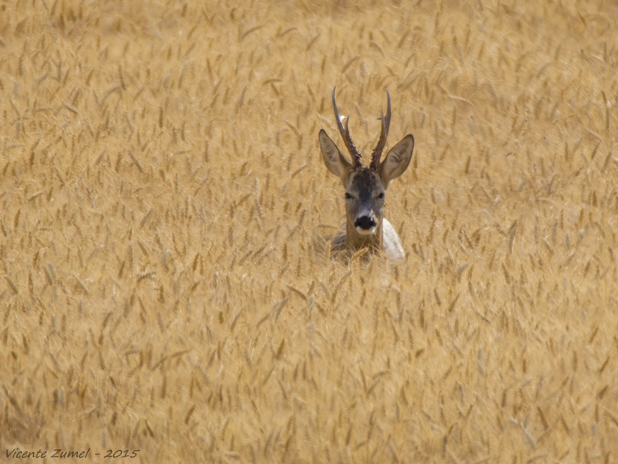 Tamron SP 150-600mm F5-6.3 Di VC USD sample photo. Summer deer photography