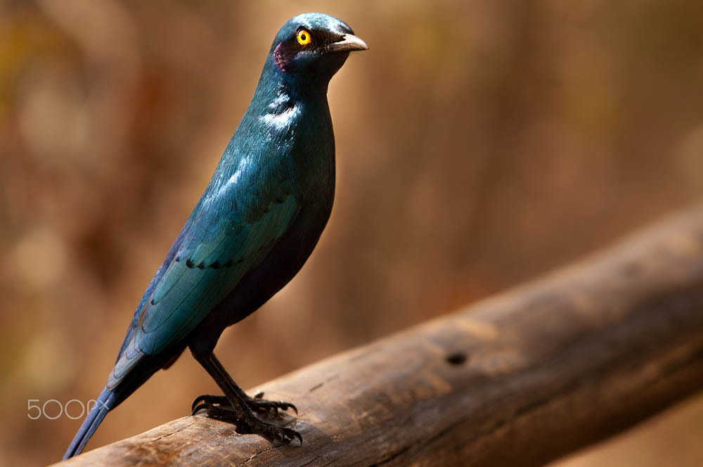 Pentax K-7 + Sigma sample photo. Cape glossy starling photography