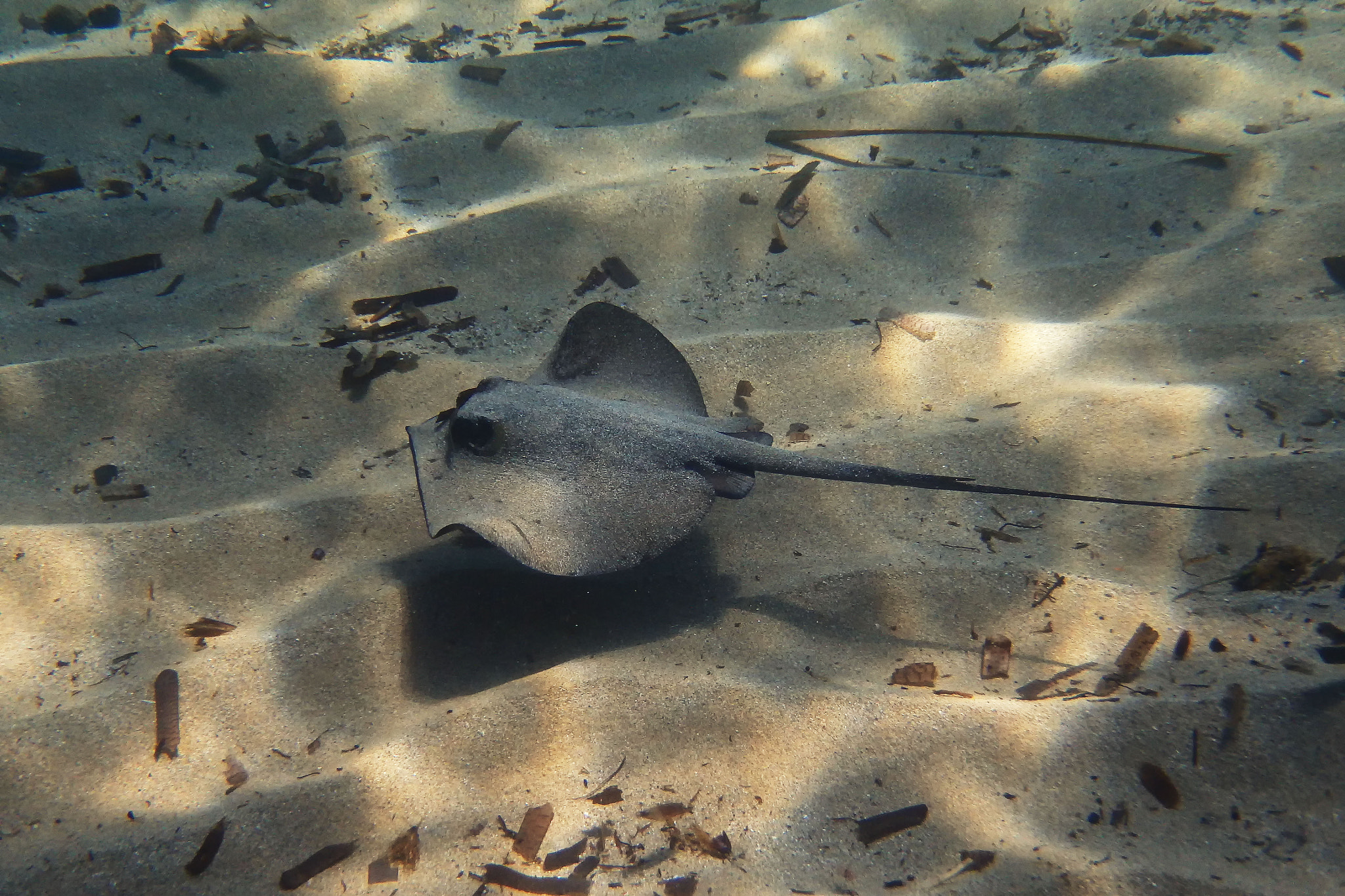 Olympus TG-835 sample photo. Mantarraya photography