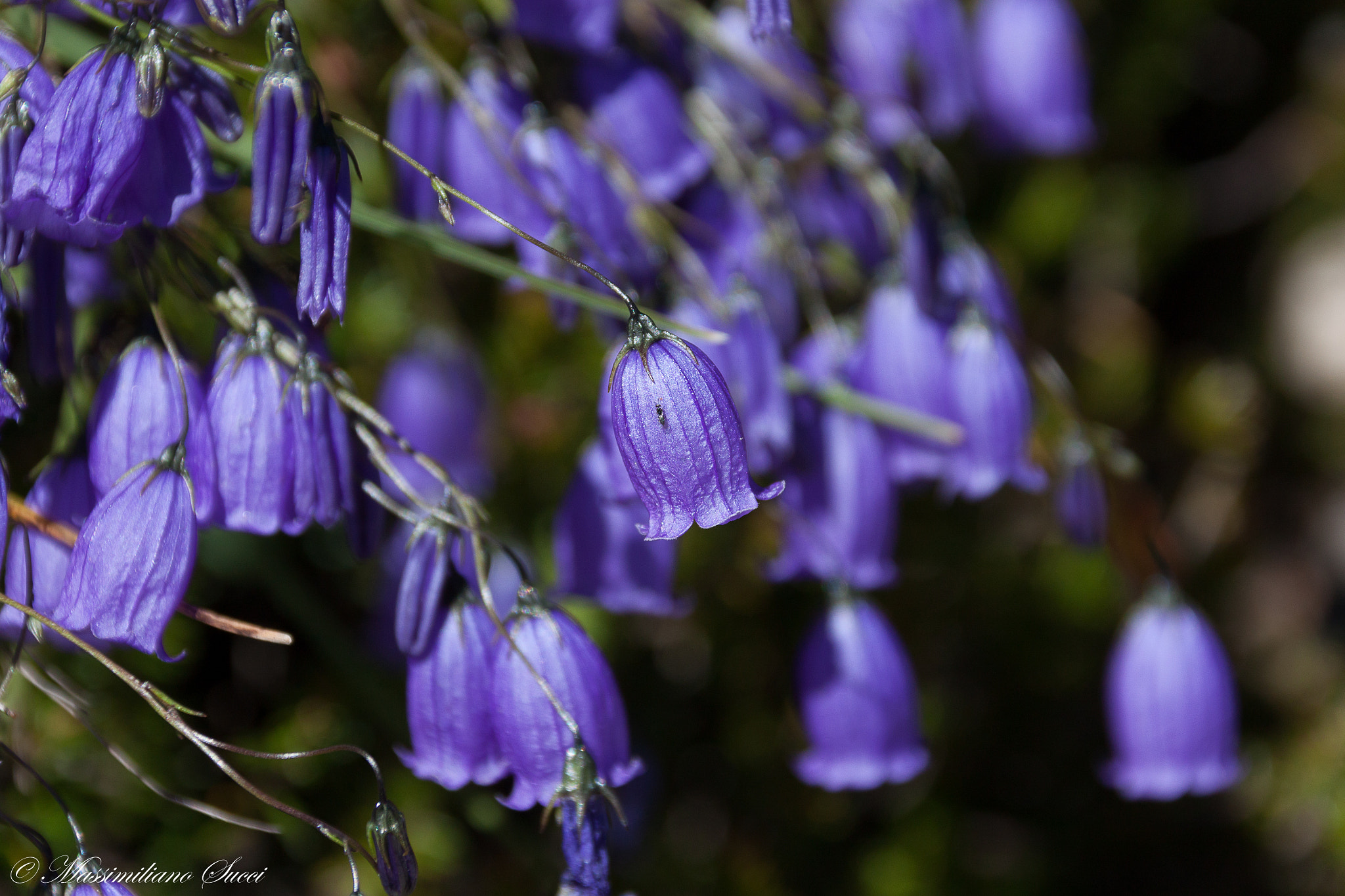 Canon EF 75-300mm F4.0-5.6 IS USM sample photo. Mountain flowers photography
