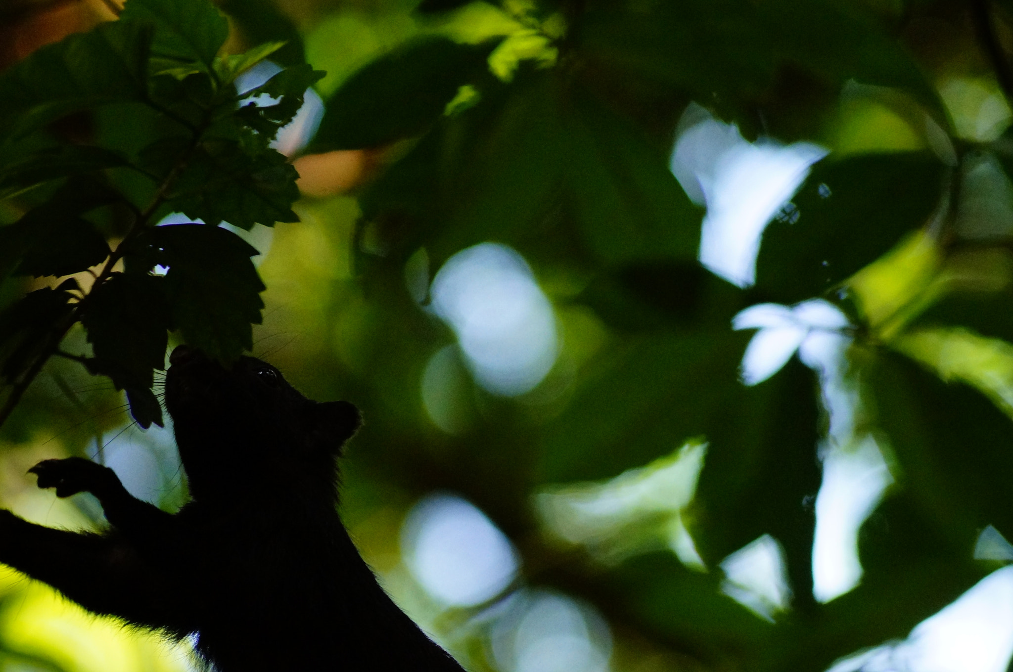 Sony DT 55-200mm F4-5.6 SAM sample photo. Ardilla negra photography