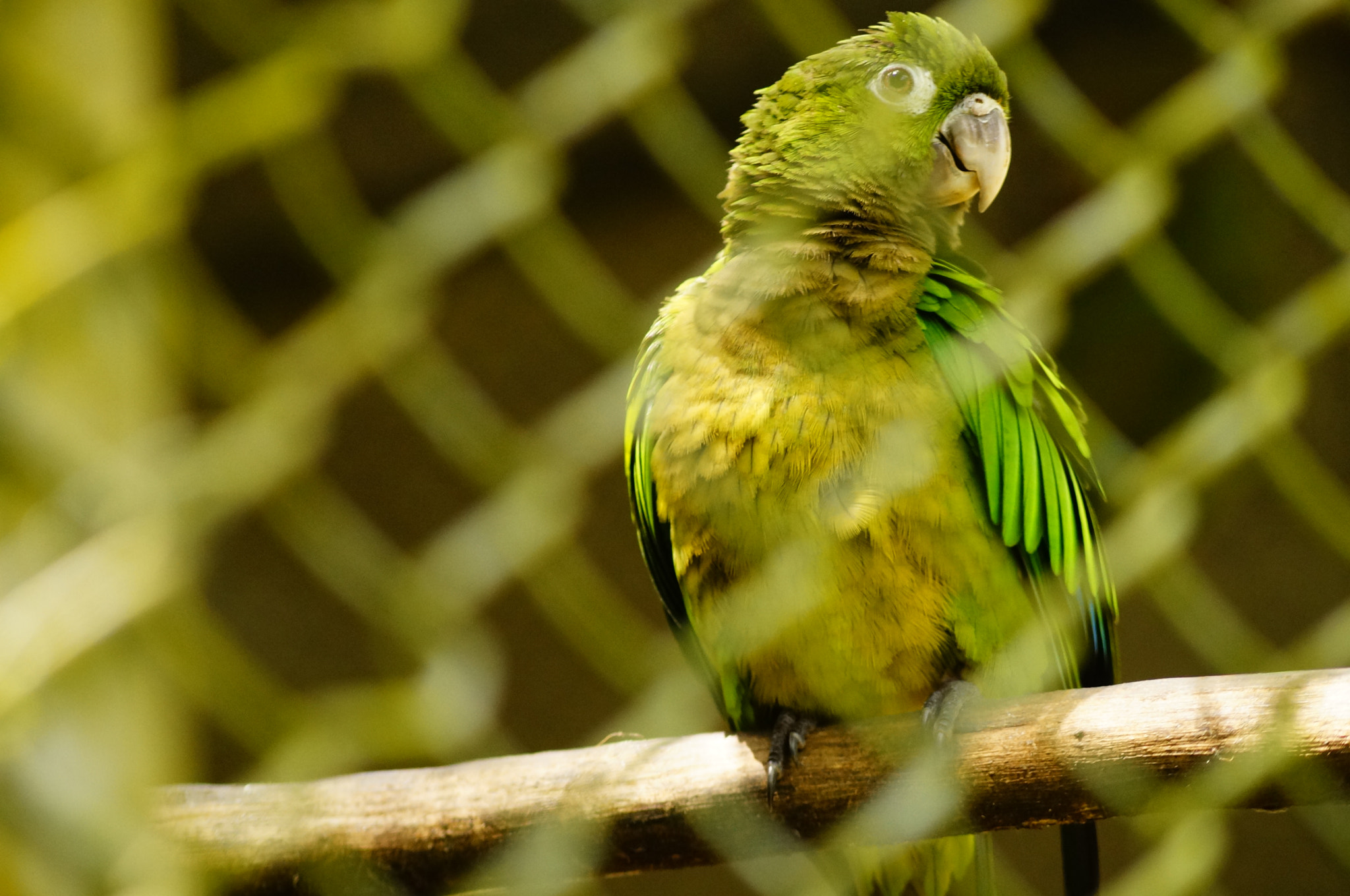 Sony DT 55-200mm F4-5.6 SAM sample photo. Loro photography