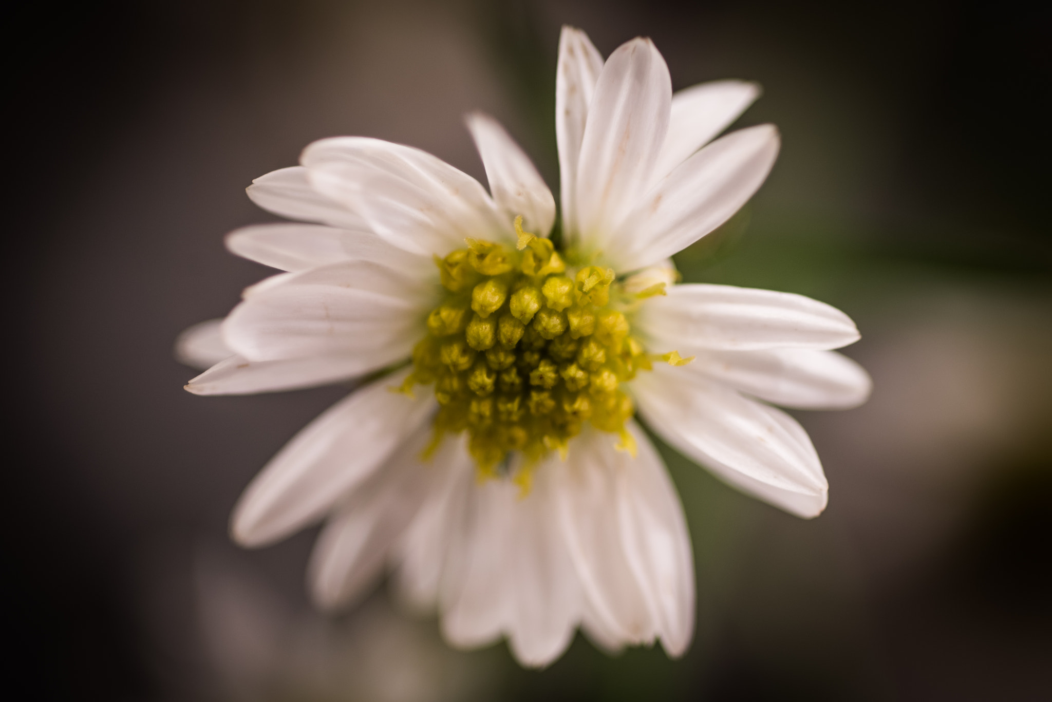 Nikon AF Micro-Nikkor 60mm F2.8D sample photo. Ready for my closeup photography
