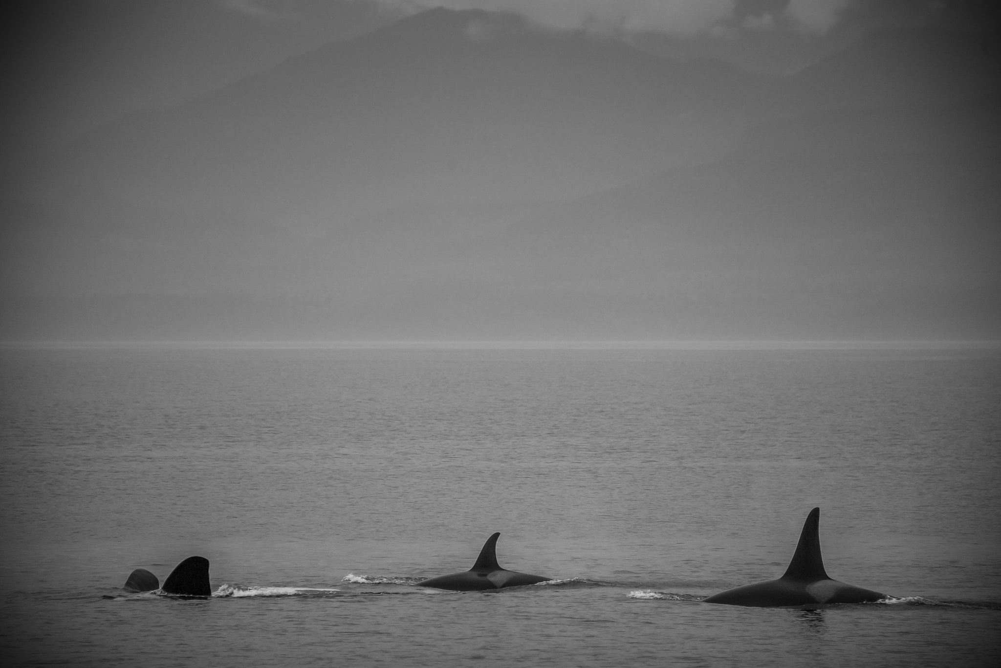 Canon EF 75-300mm f/4-5.6 USM sample photo. A whale of a time photography