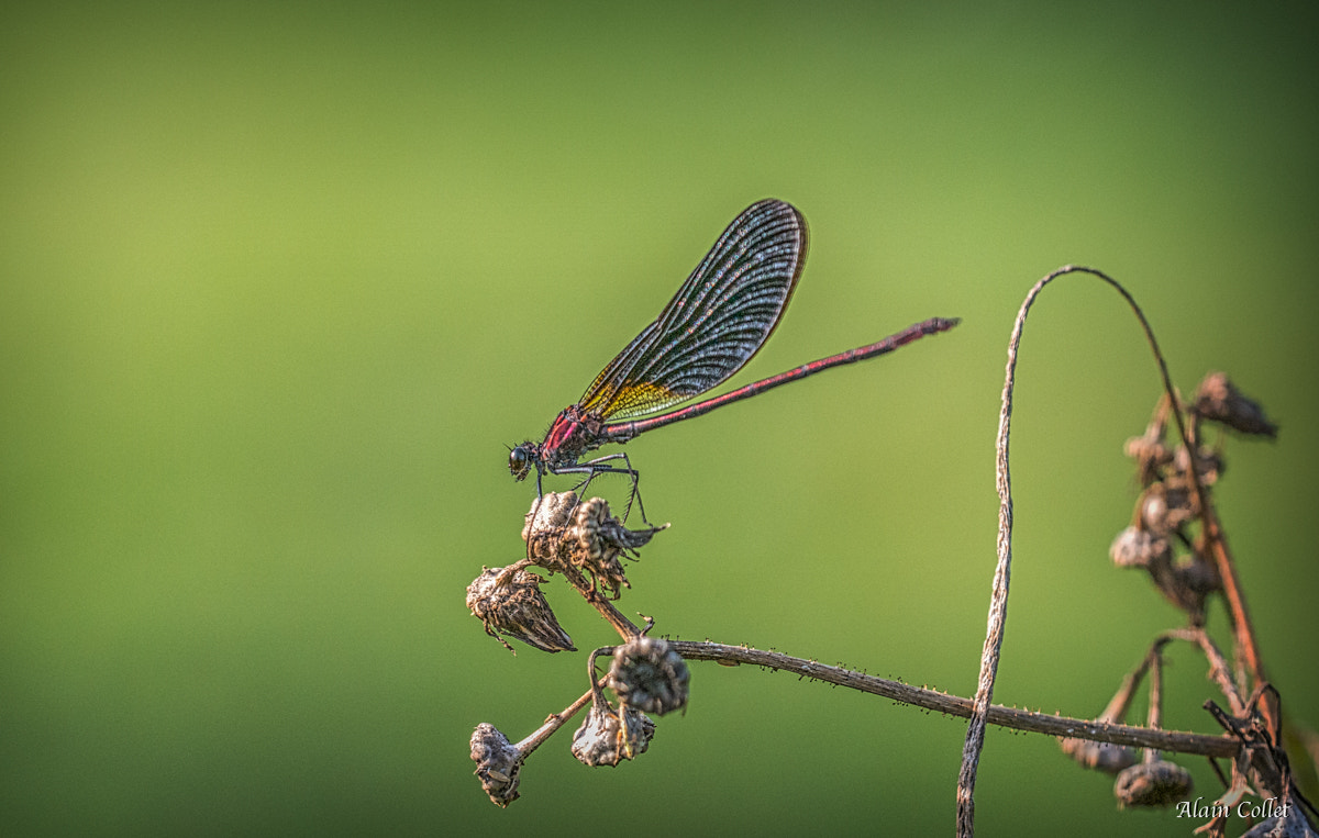 Nikon D800 + Sigma 150mm F2.8 EX DG OS Macro HSM sample photo. Calopteryx photography