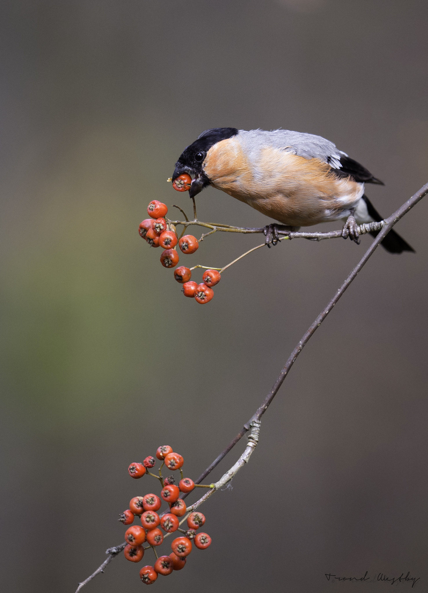 Nikon AF-S Nikkor 500mm F4E FL ED VR sample photo. Bullfinch photography