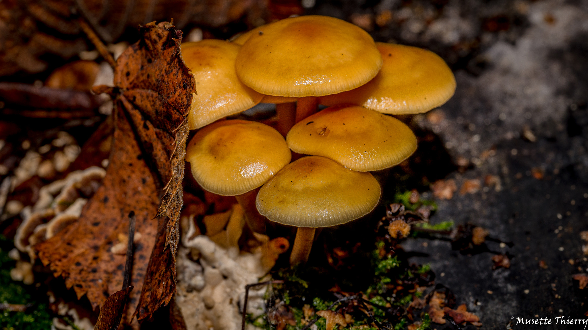 Nikon D600 sample photo. Mushroom photography