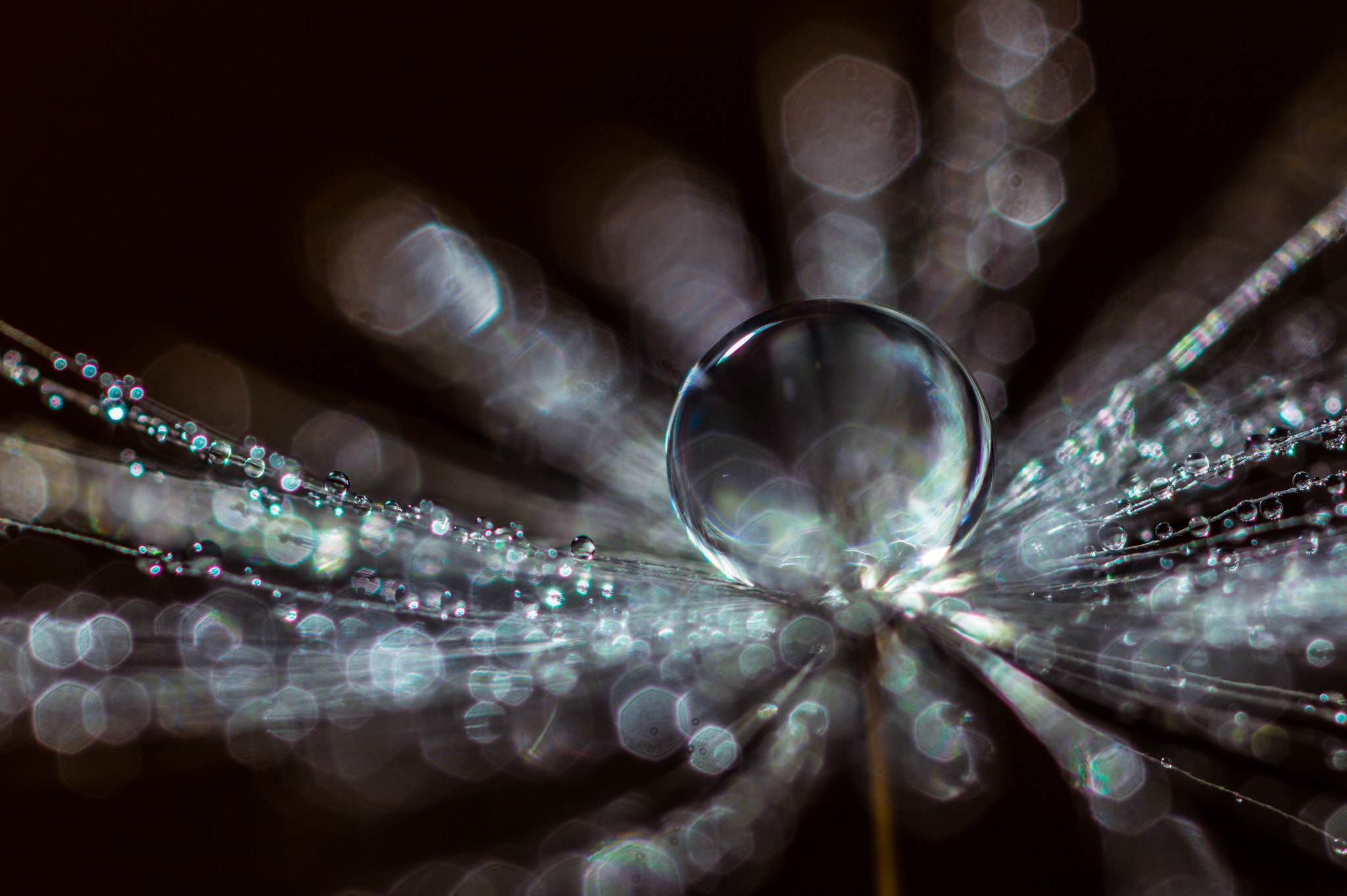 Canon MP-E 65mm F2.5 1-5x Macro Photo sample photo. Dandelion seed with waterdroplet and dew photography