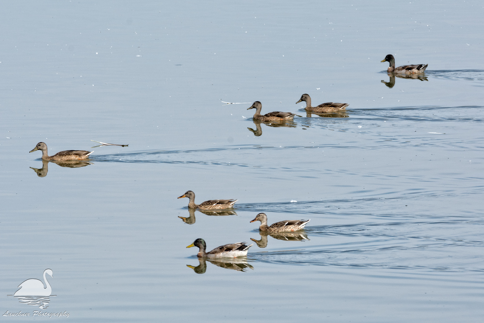 Sigma 150-600mm F5-6.3 DG OS HSM | C sample photo. Flotilla photography
