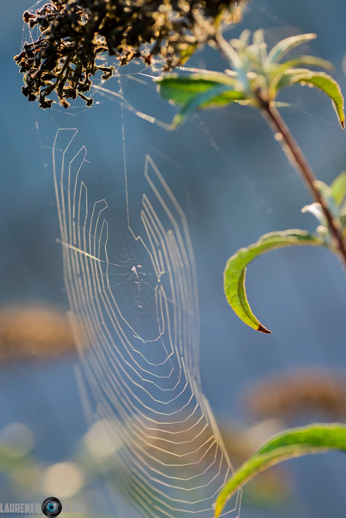 Nikon D800 + Tamron SP 90mm F2.8 Di VC USD 1:1 Macro sample photo. Dl photography