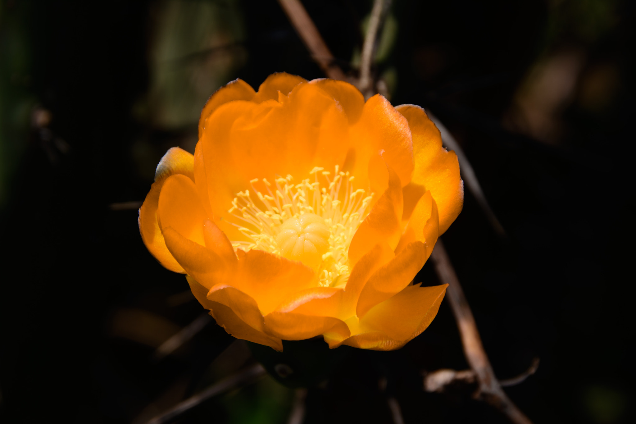 Sigma 18-250mm F3.5-6.3 DC Macro OS HSM sample photo