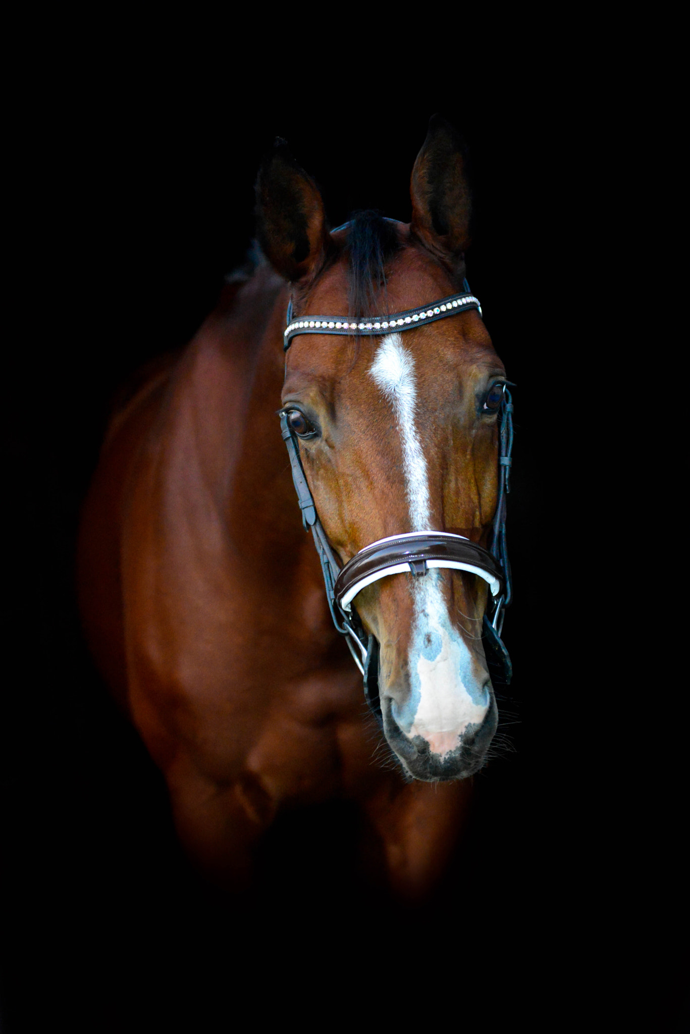 Sigma 70-200mm F2.8 EX DG OS HSM sample photo. Whisper d photography