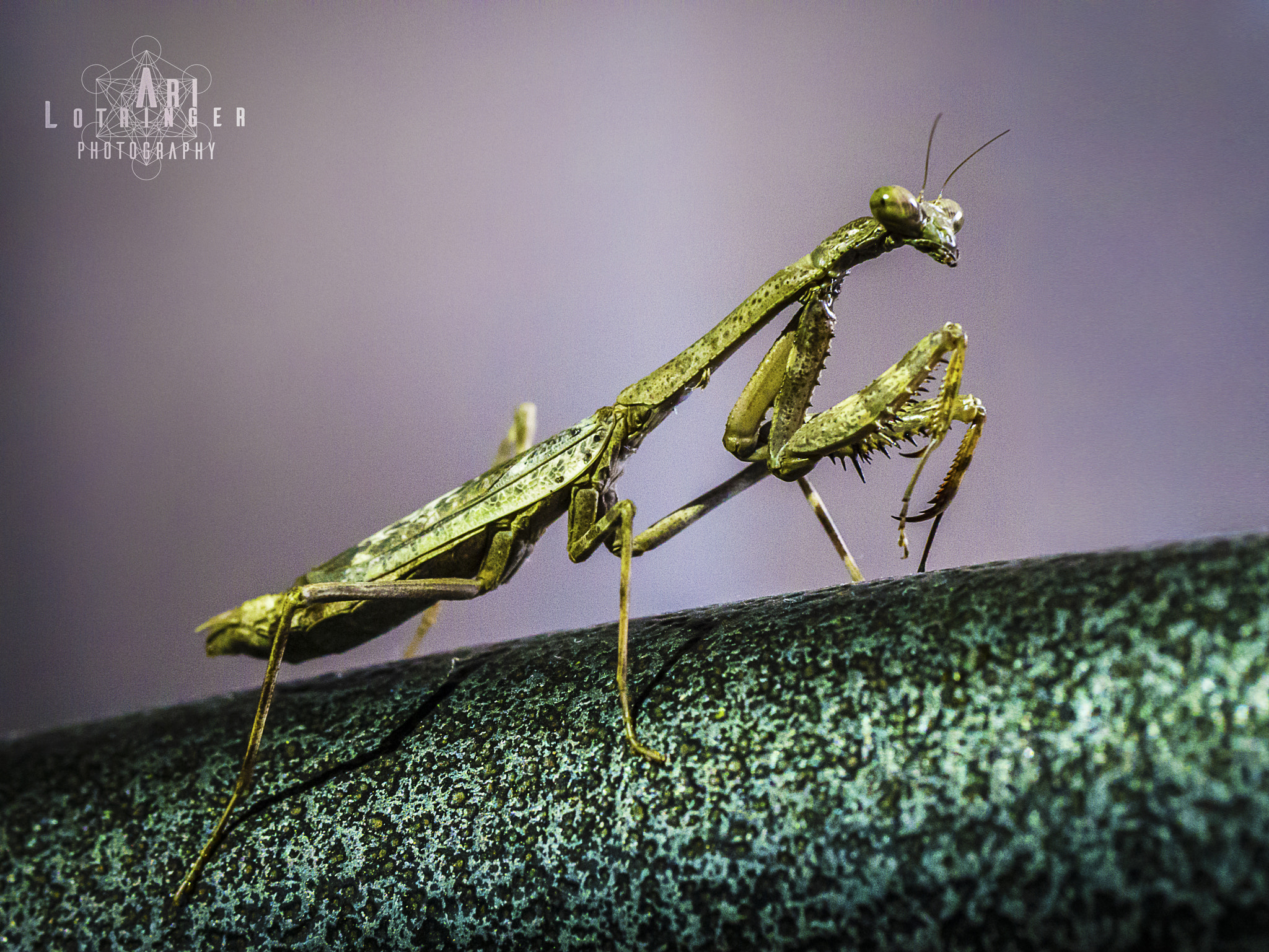 Panasonic Lumix G 42.5mm F1.7 ASPH Power OIS sample photo. Mantis religiosa photography