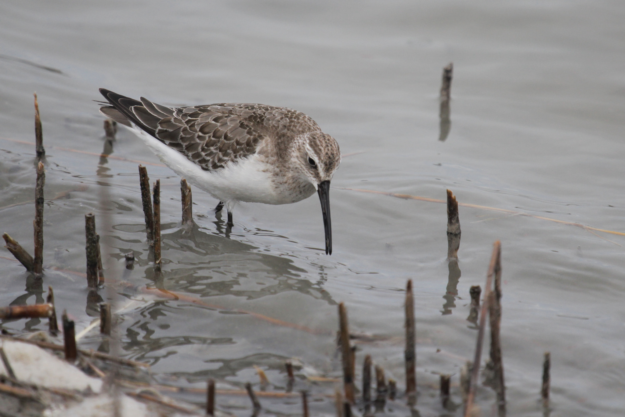 Canon EF 100-400mm F4.5-5.6L IS USM sample photo. Feeding curlew sandpiper photography