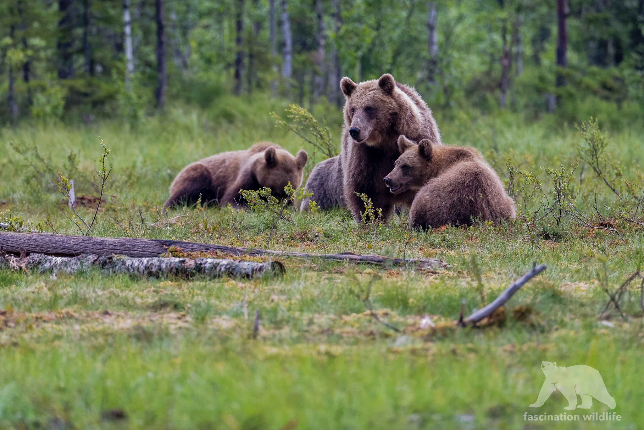 Nikon D600 sample photo. Bear family photography