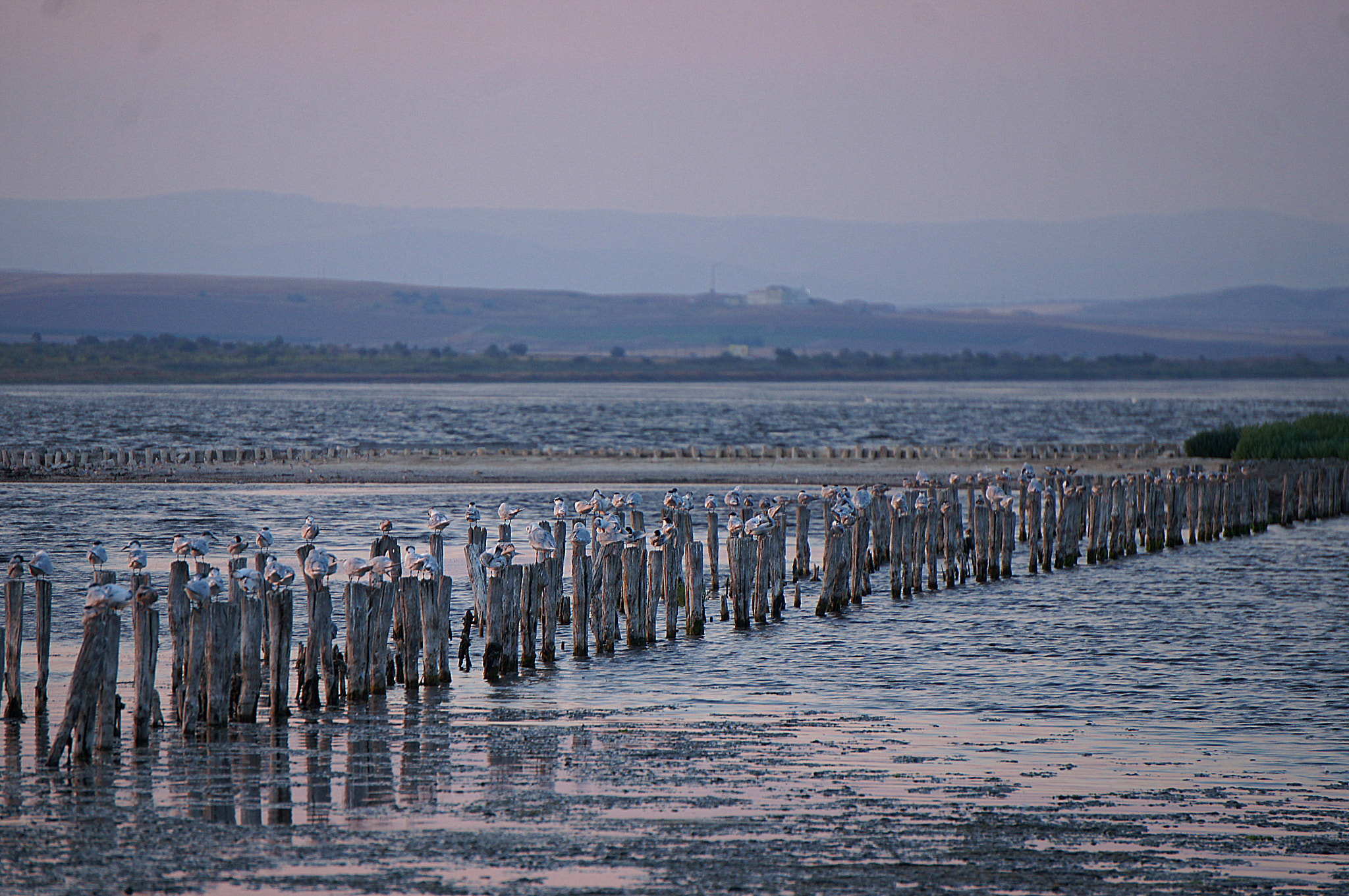 Sony Alpha NEX-C3 sample photo. Salt like city for birds photography