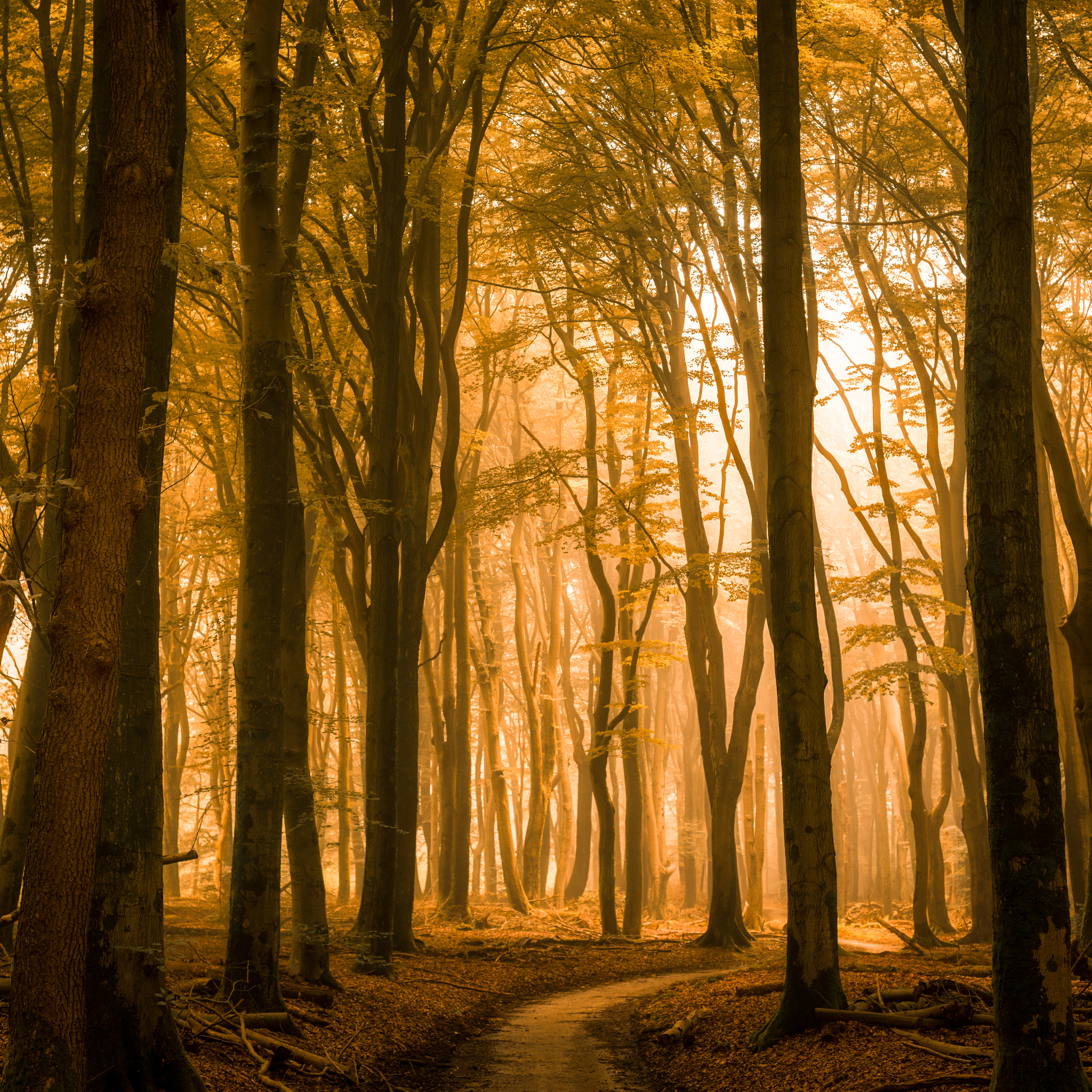 Nikon D800 + AF Nikkor 50mm f/1.8 sample photo. Forest photography