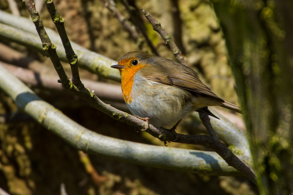 Sigma 50-500mm F4.5-6.3 DG OS HSM sample photo. Robin photography