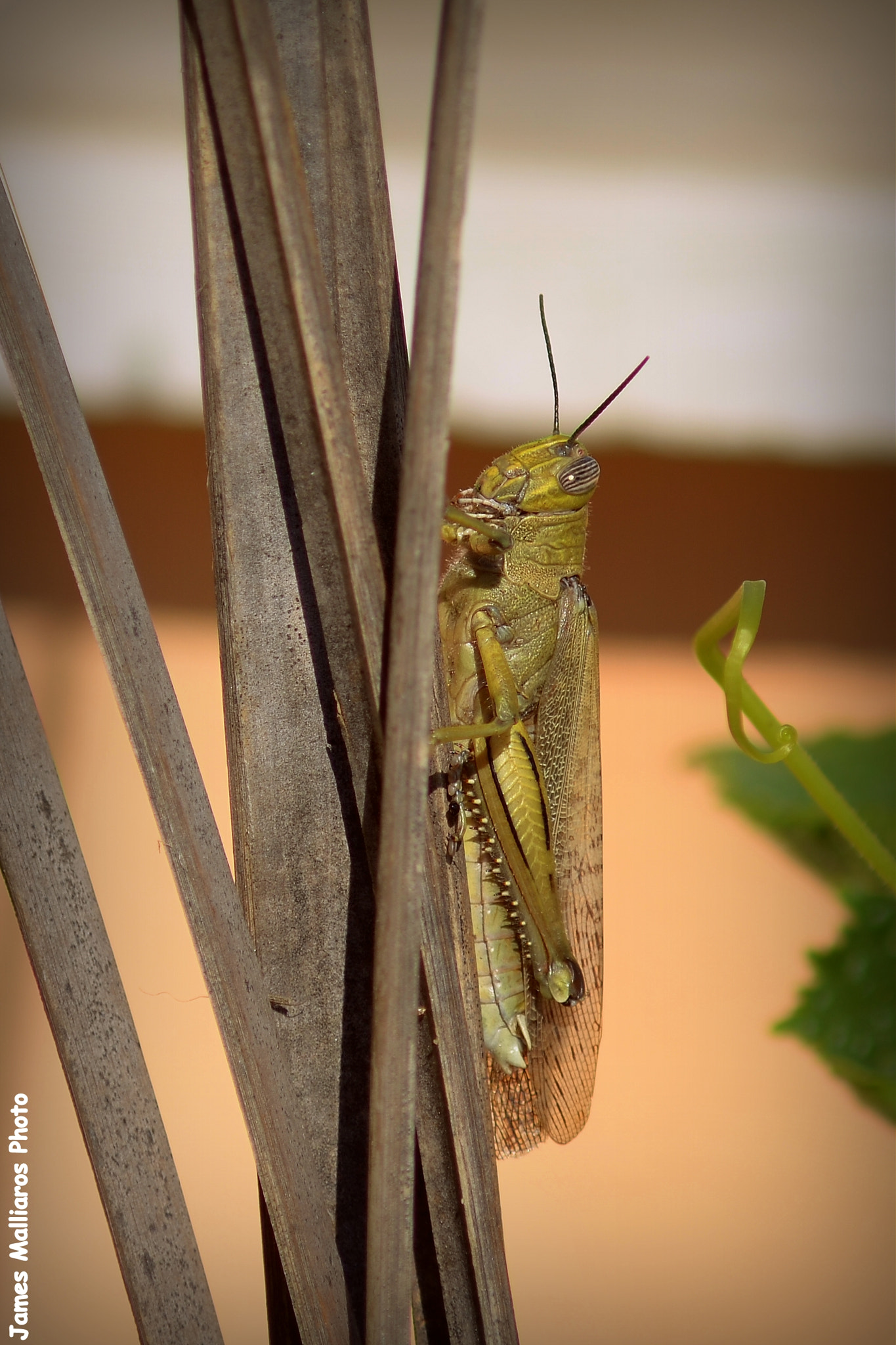 Manual Lens No CPU sample photo. Grasshopper photography