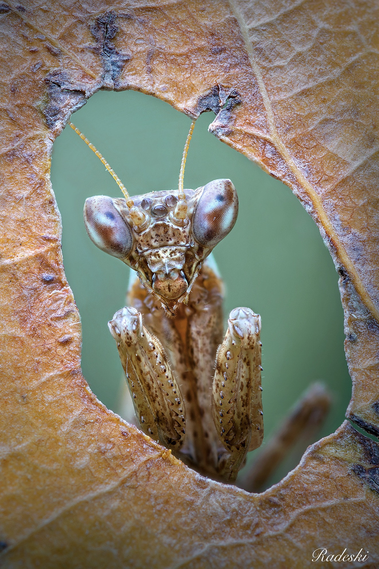 Nikon D800E + Nikon AF Micro-Nikkor 60mm F2.8D sample photo. Un predatore ci osserva photography