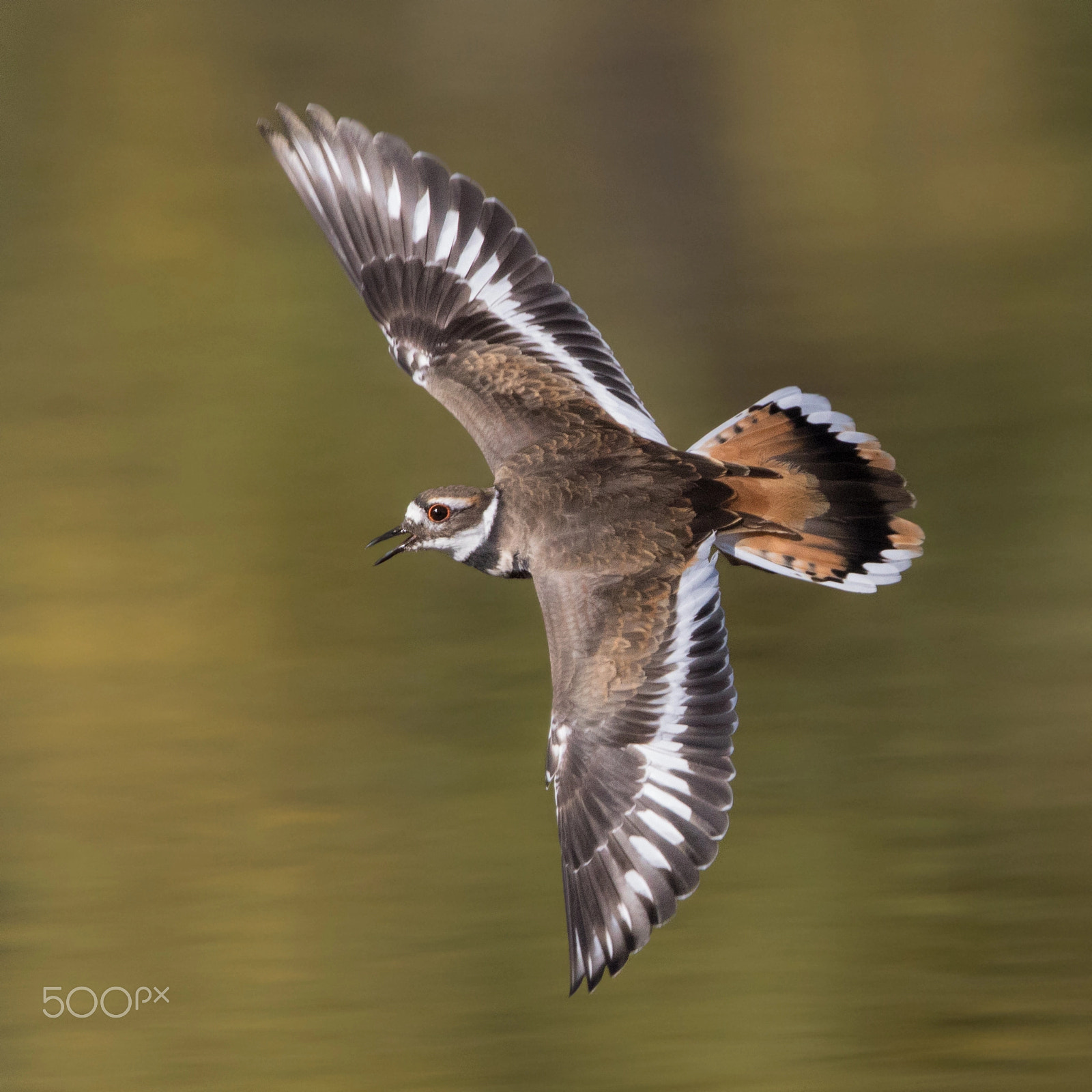 Canon EF 600mm F4L IS II USM sample photo. Killdeer in flight photography