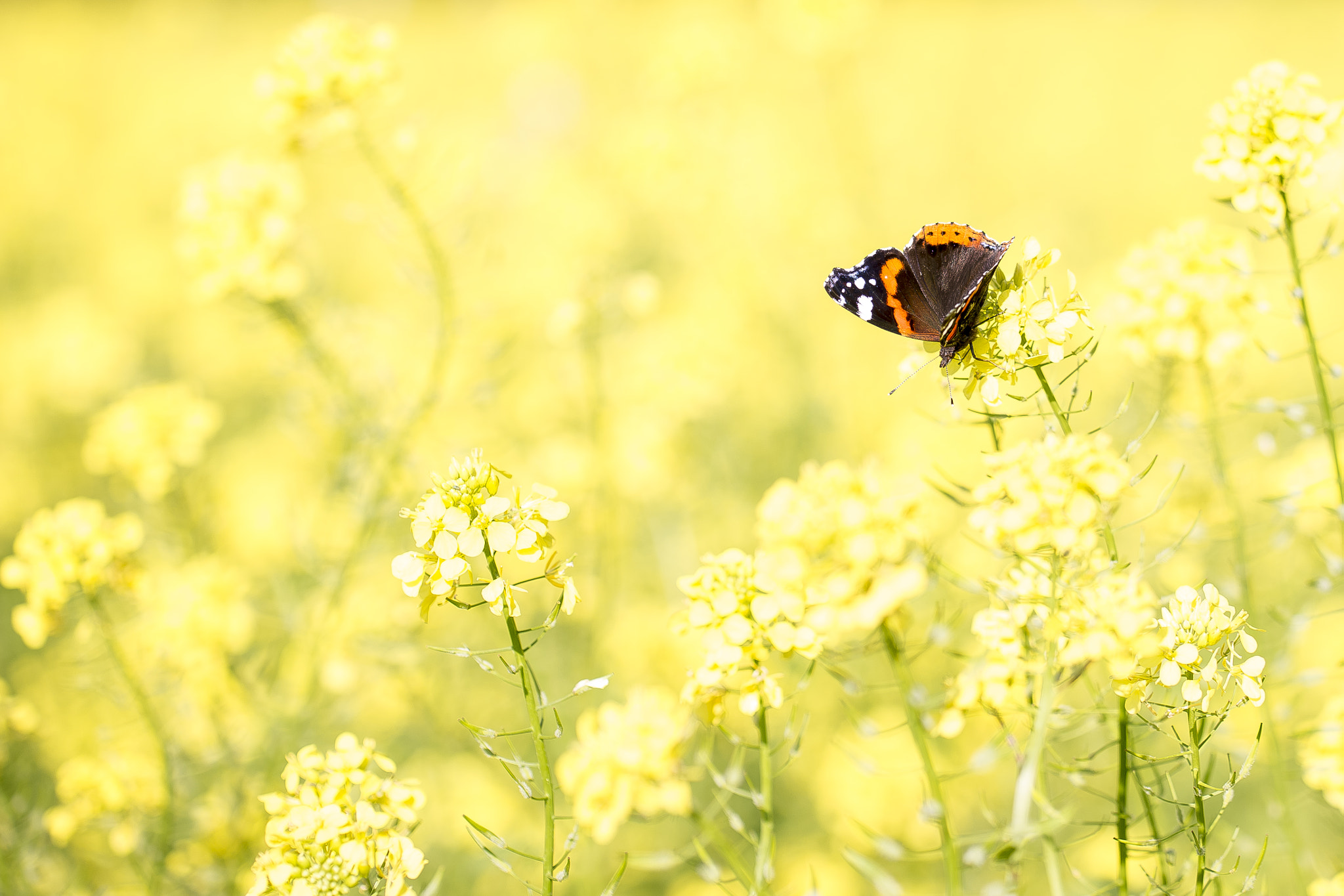 Sony a99 II + 90mm F2.8 Macro SSM sample photo. Lost in a yellow sea photography