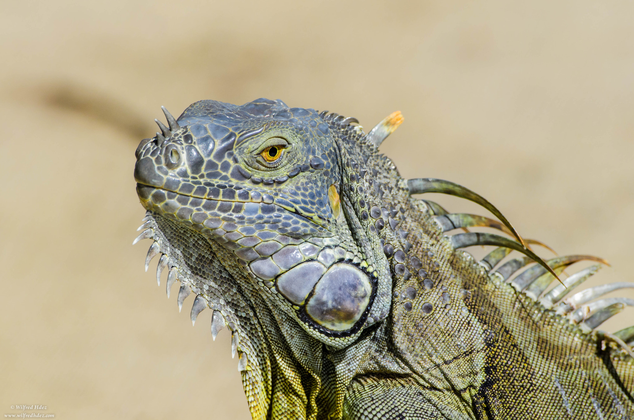 Nikon D7000 + Nikon AF-S Nikkor 500mm F4G ED VR sample photo. Common iguana photography