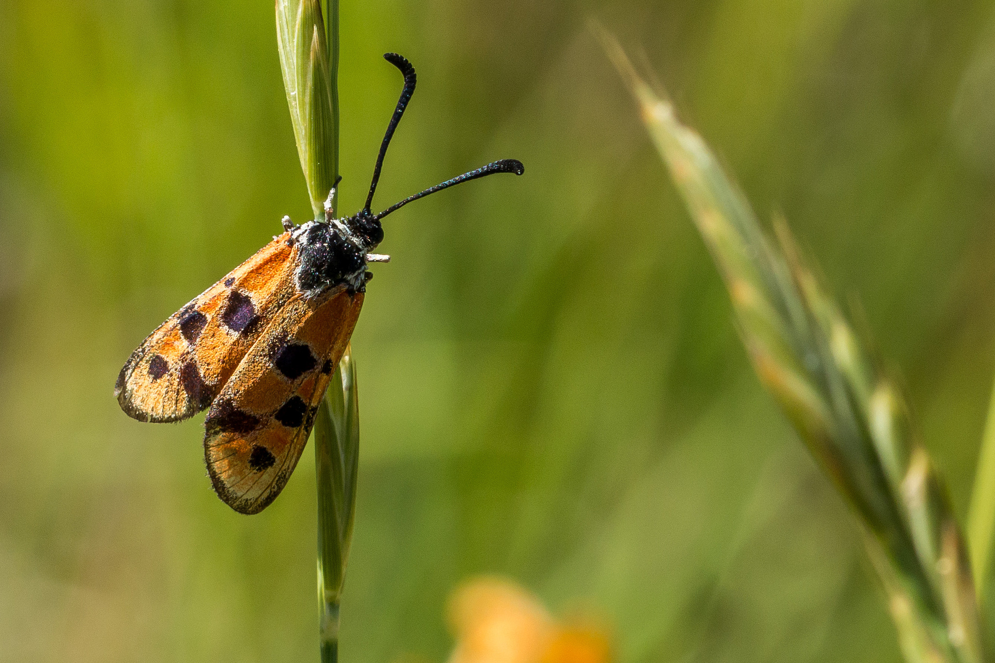 Canon EOS 70D + Canon EF 100mm F2.8L Macro IS USM sample photo. Zygaena hilaris photography