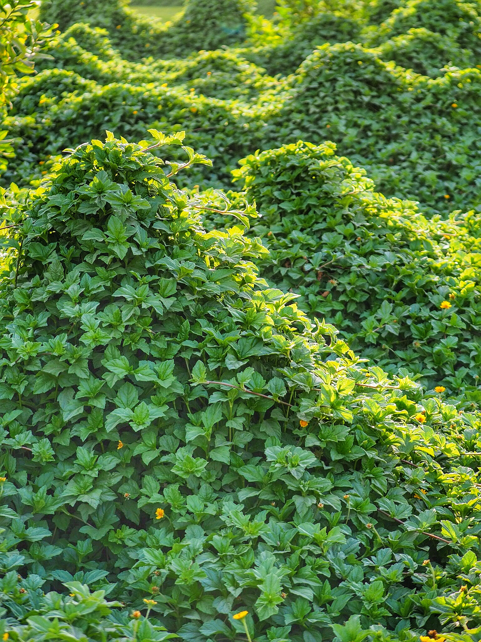 Panasonic Lumix G X Vario 35-100mm F2.8 OIS sample photo. Fresh photography