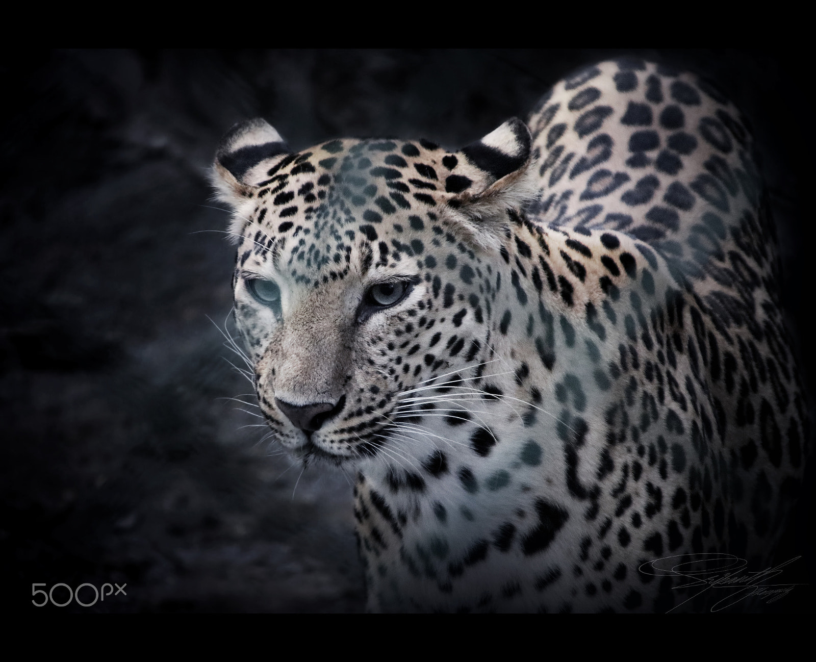 Canon EOS 80D sample photo. Leopard photography