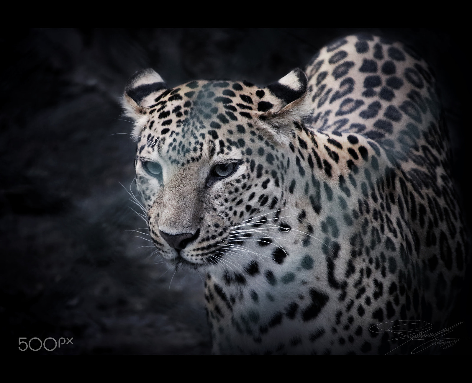 Canon EOS 80D + Canon TS-E 90mm F2.8 Tilt-Shift sample photo. Leopard photography