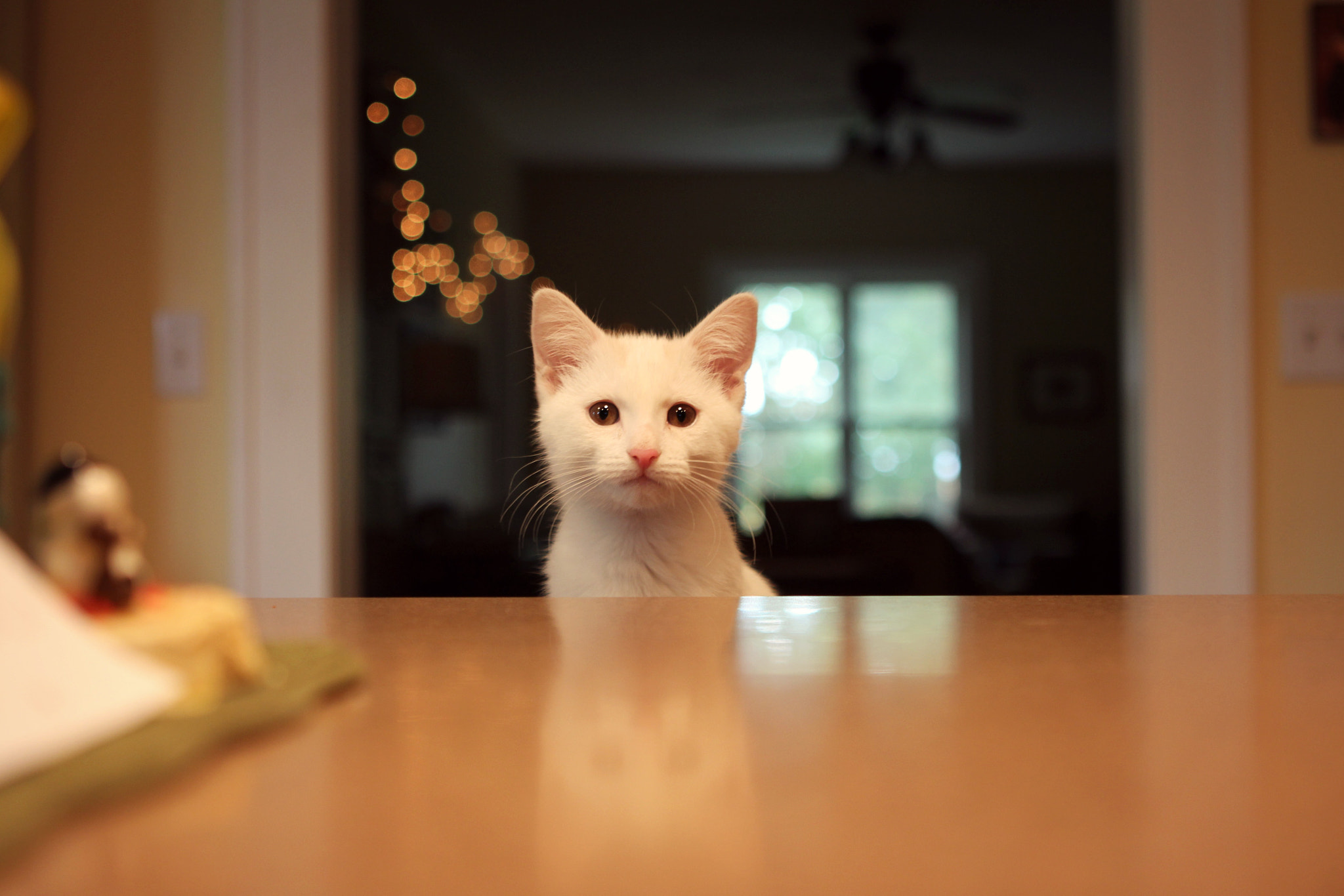 Canon EF 24-70mm F2.8L USM sample photo. Stay. photography