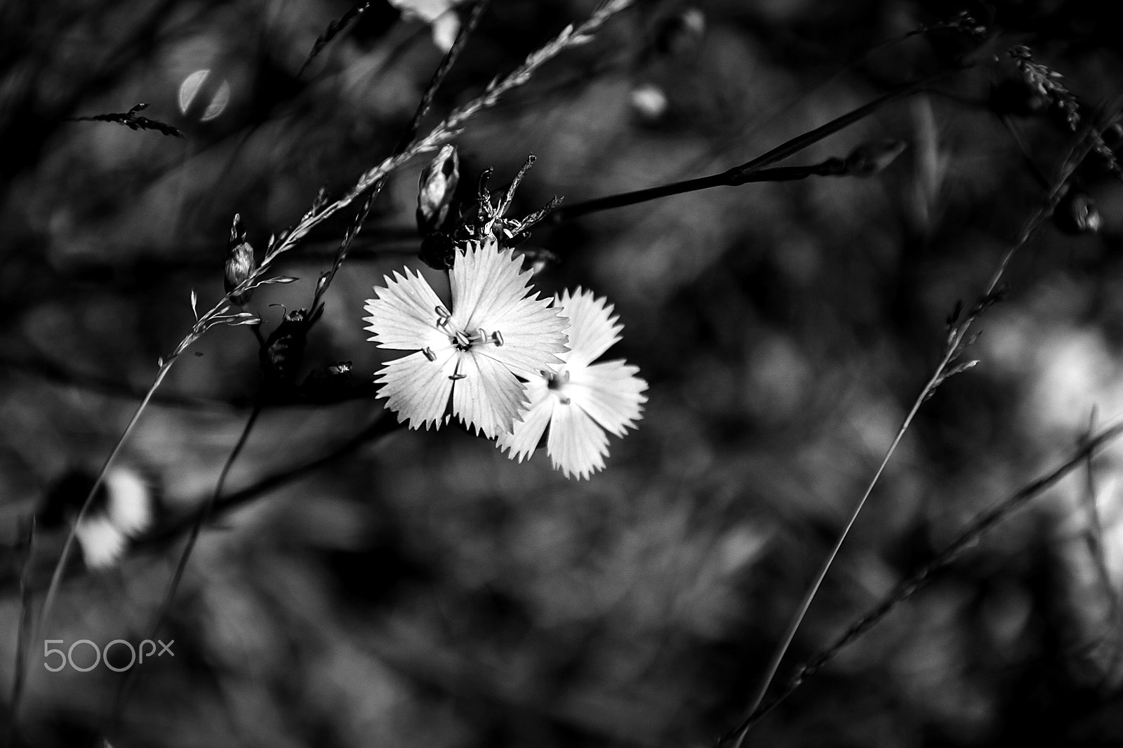 Canon EOS 500D (EOS Rebel T1i / EOS Kiss X3) sample photo. Wild magnificence. photography